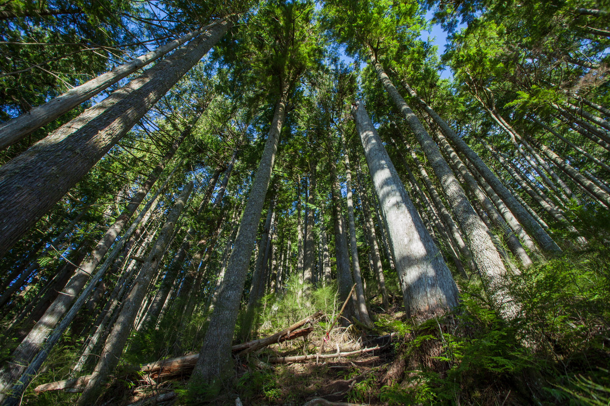 Hike Lone Cone