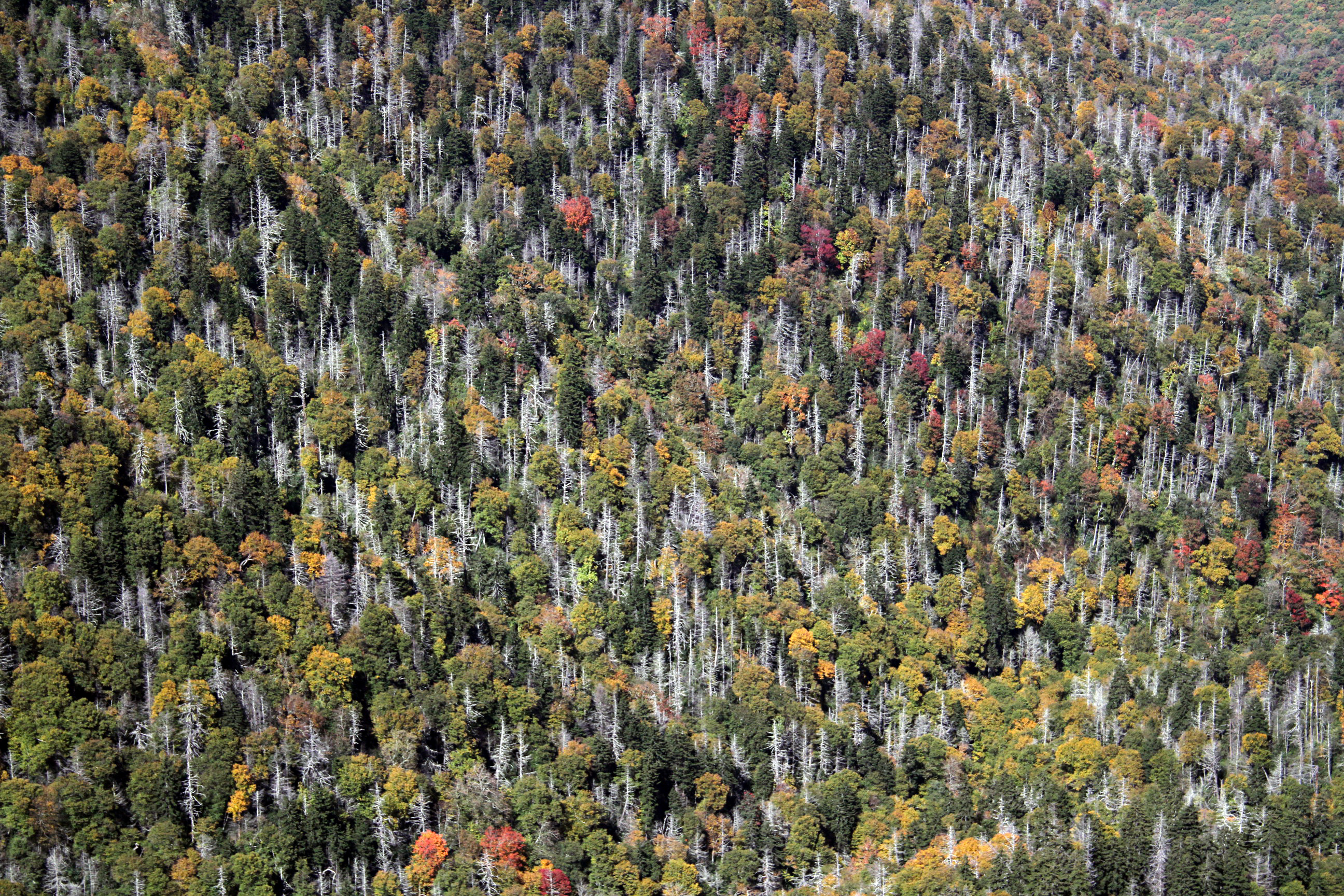 Charlies Bunion via Appalachian Trail