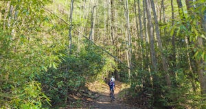 Mountain Biking Bear Creek