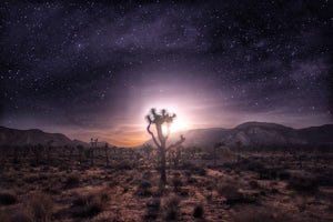 5 Reasons to Explore Joshua Tree National Park