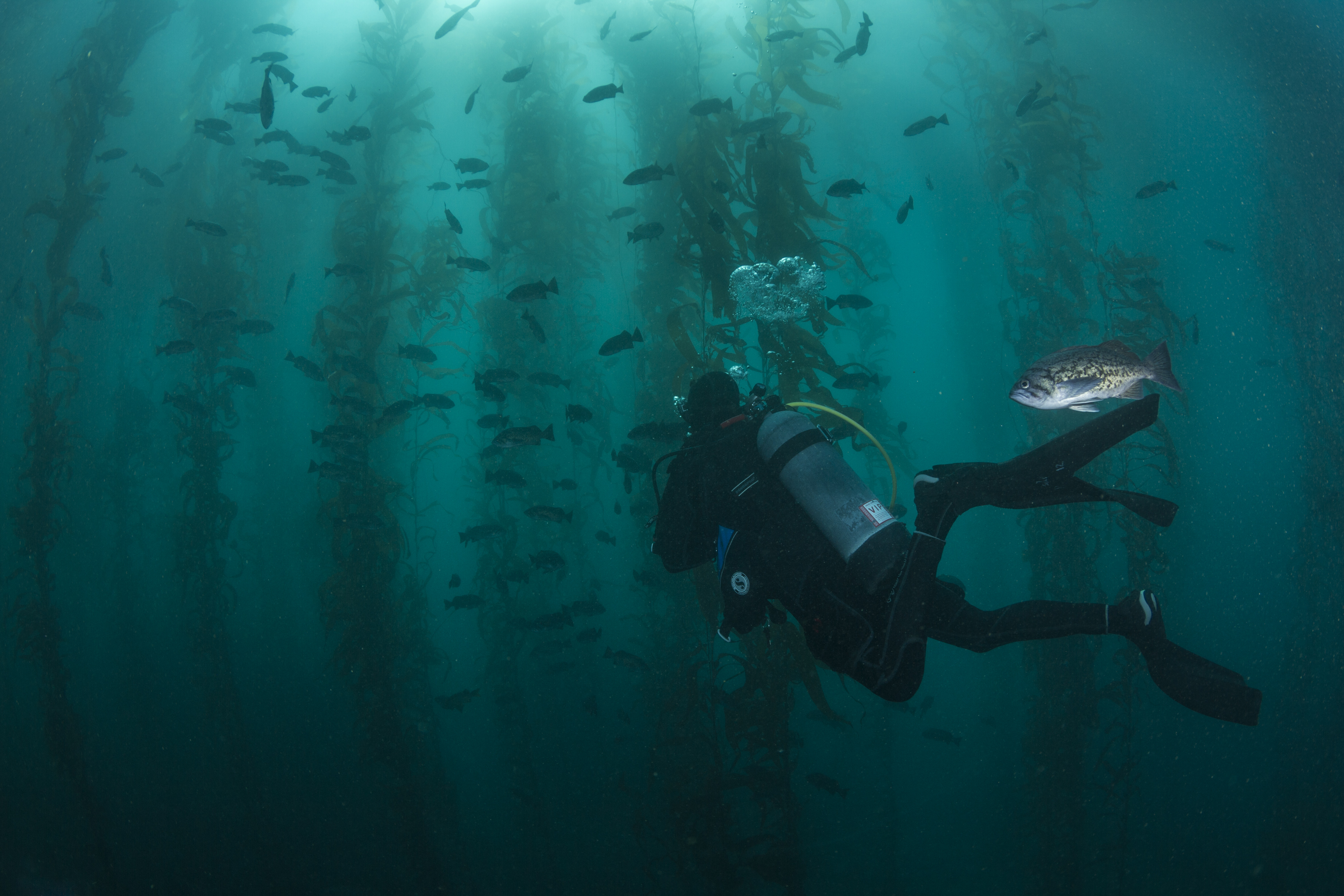 Explore Monterey Bay