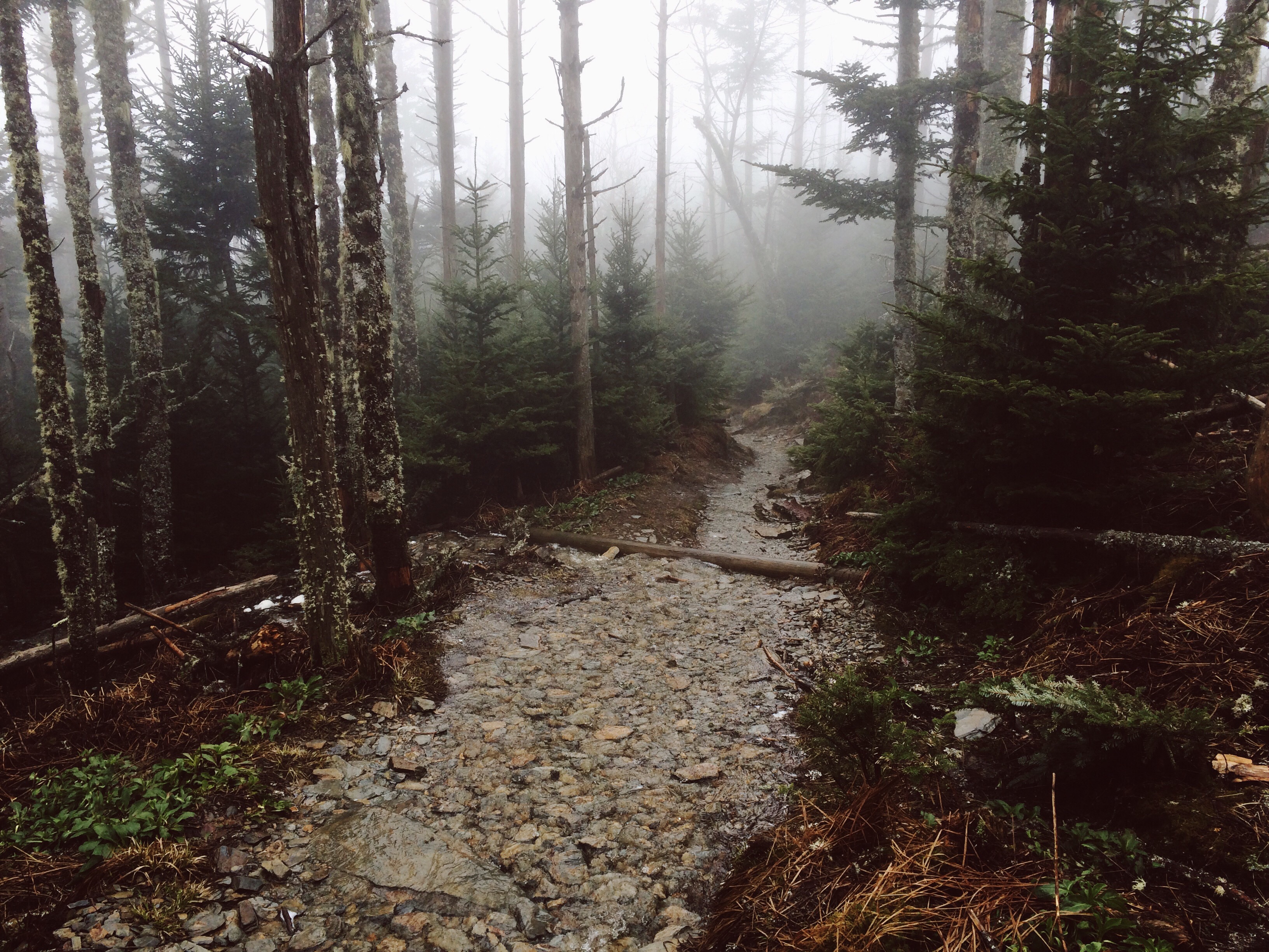 Hike Mount LeConte via Alum Cave