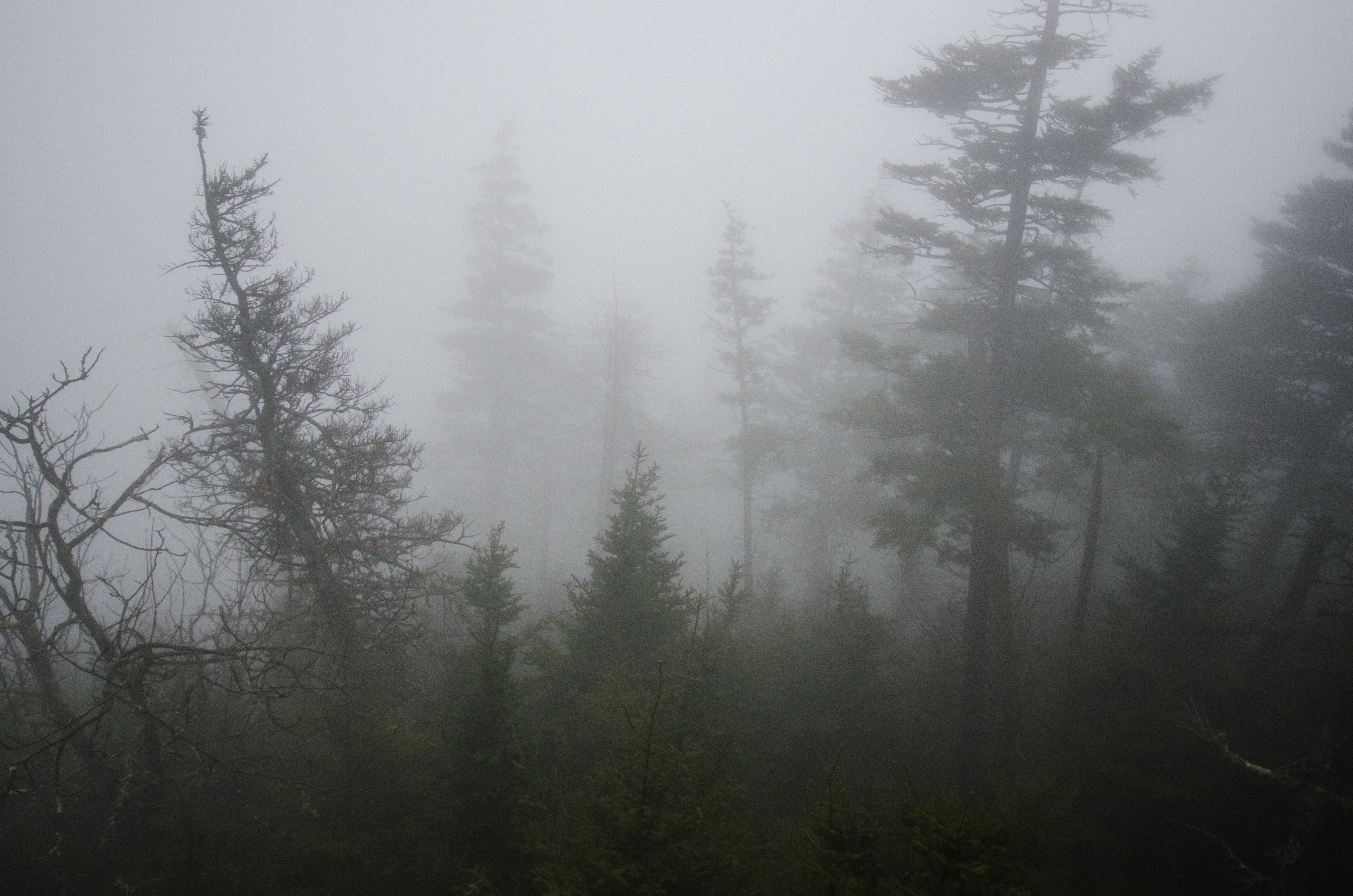Hike Mount LeConte via Alum Cave