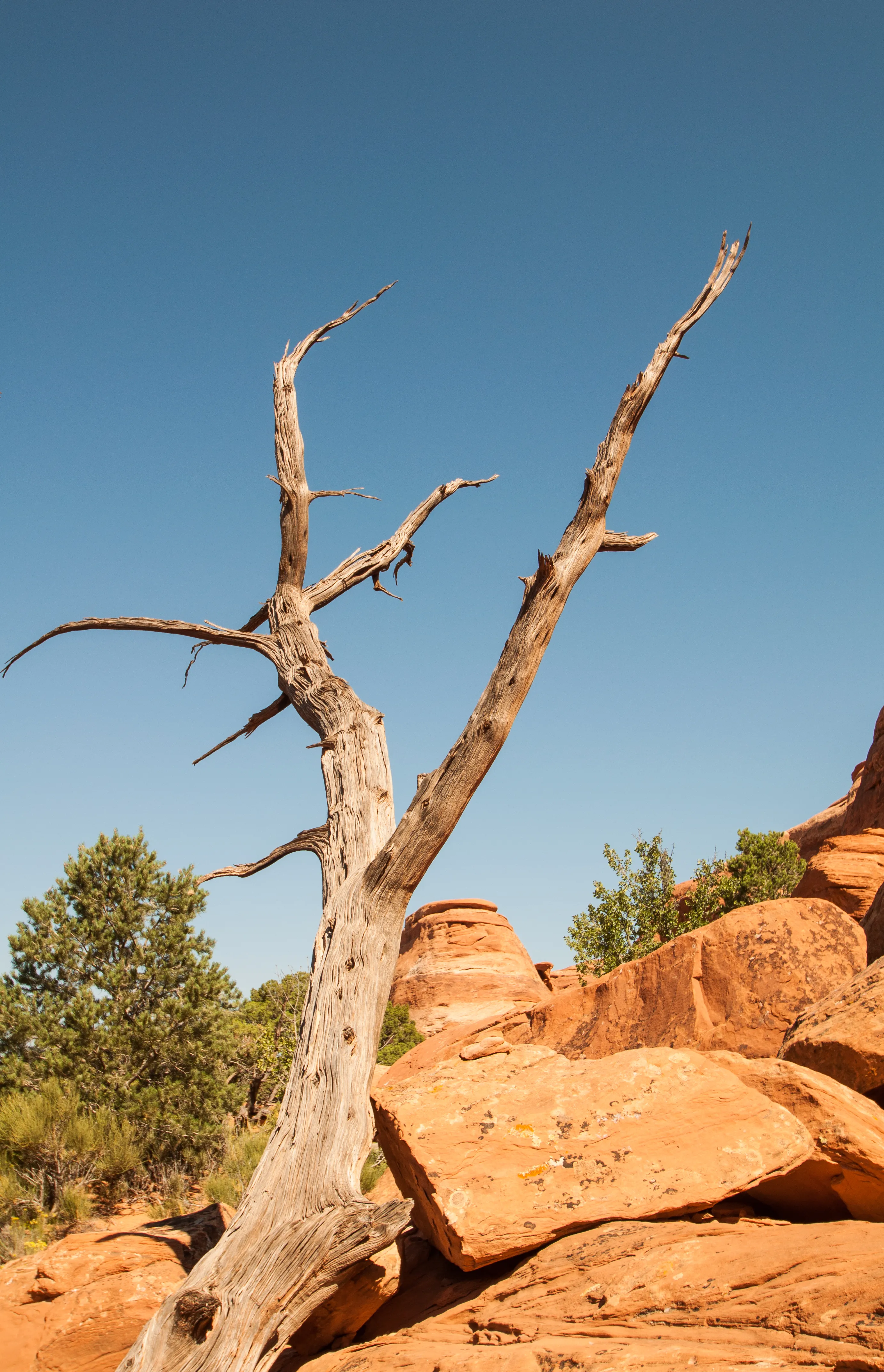 Hike the Devils Garden and Primitive Trail