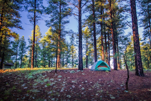 Camp at Pine Grove Campground