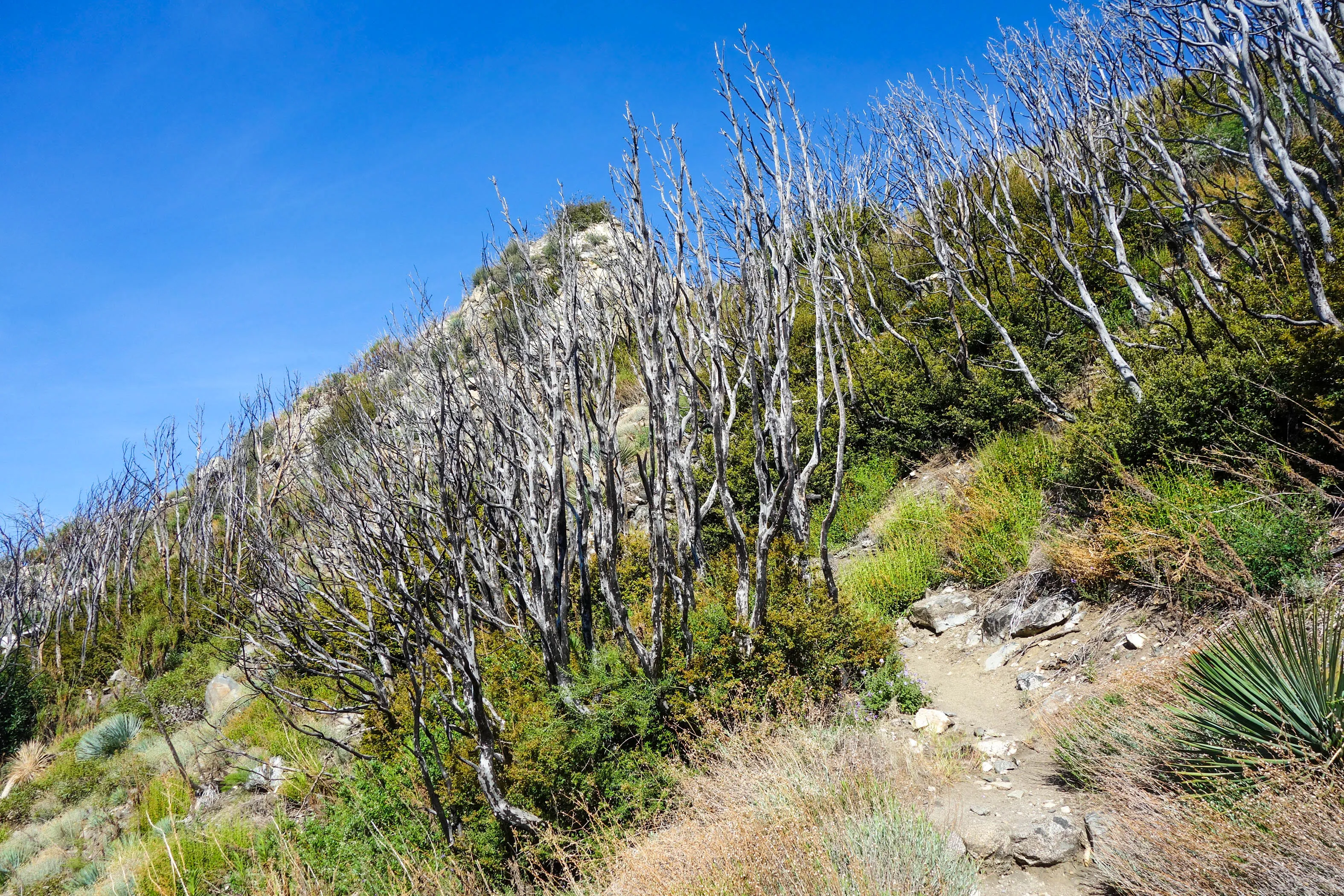 San Gabriel Peak