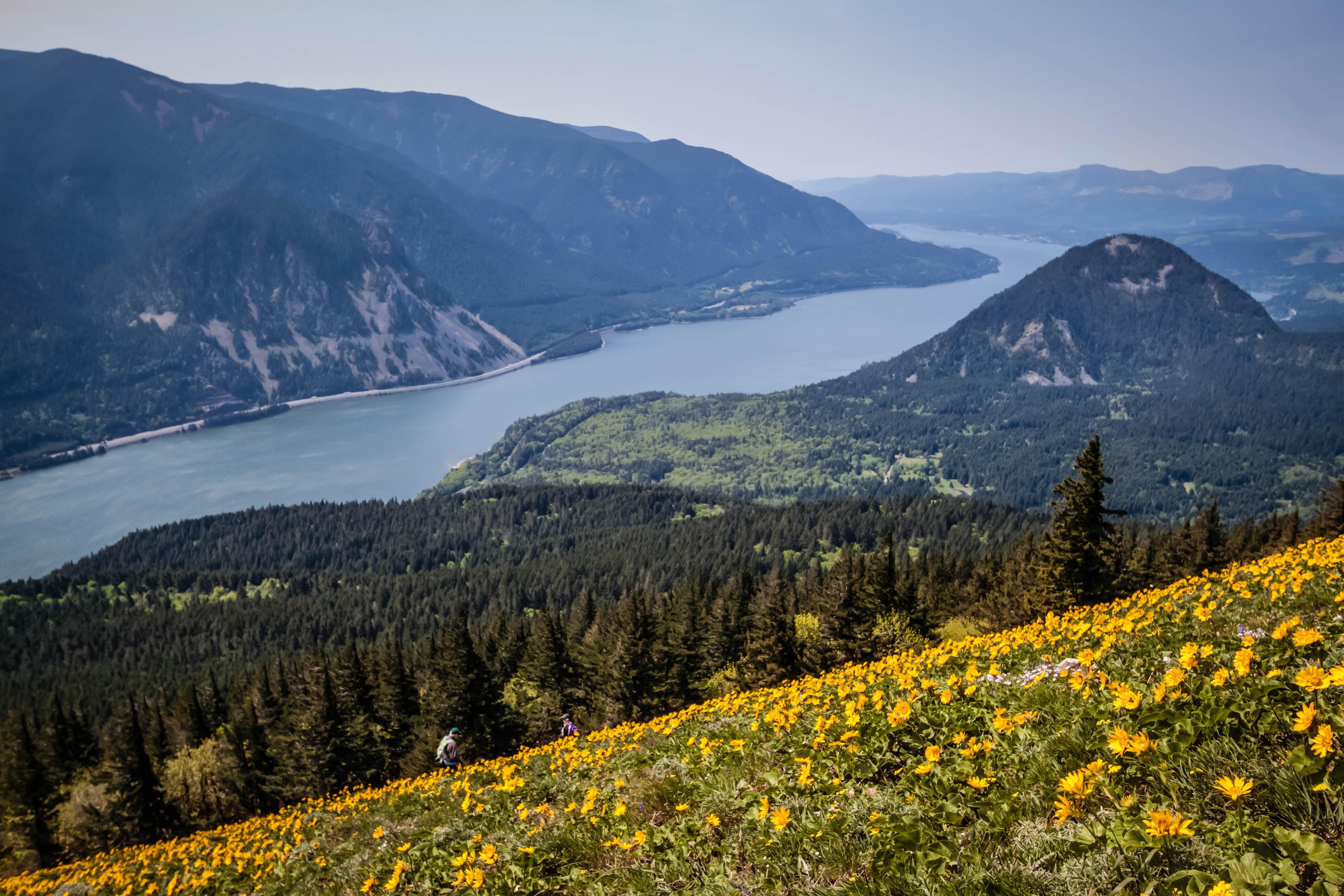 Dog Mountain via Dog Mountain Trail