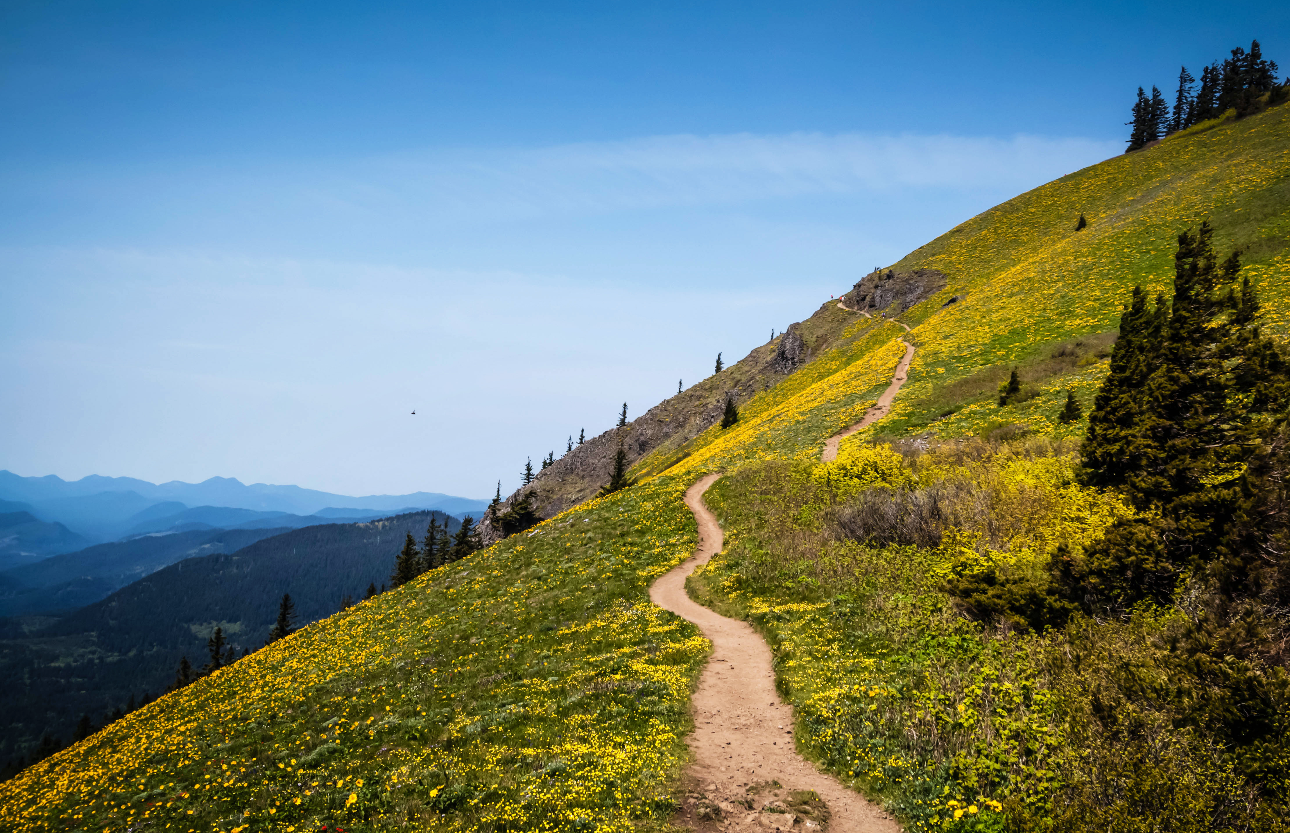 Dog Mountain Hike, Stevenson, Washington