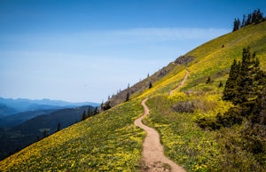 Dog Mountain Hike