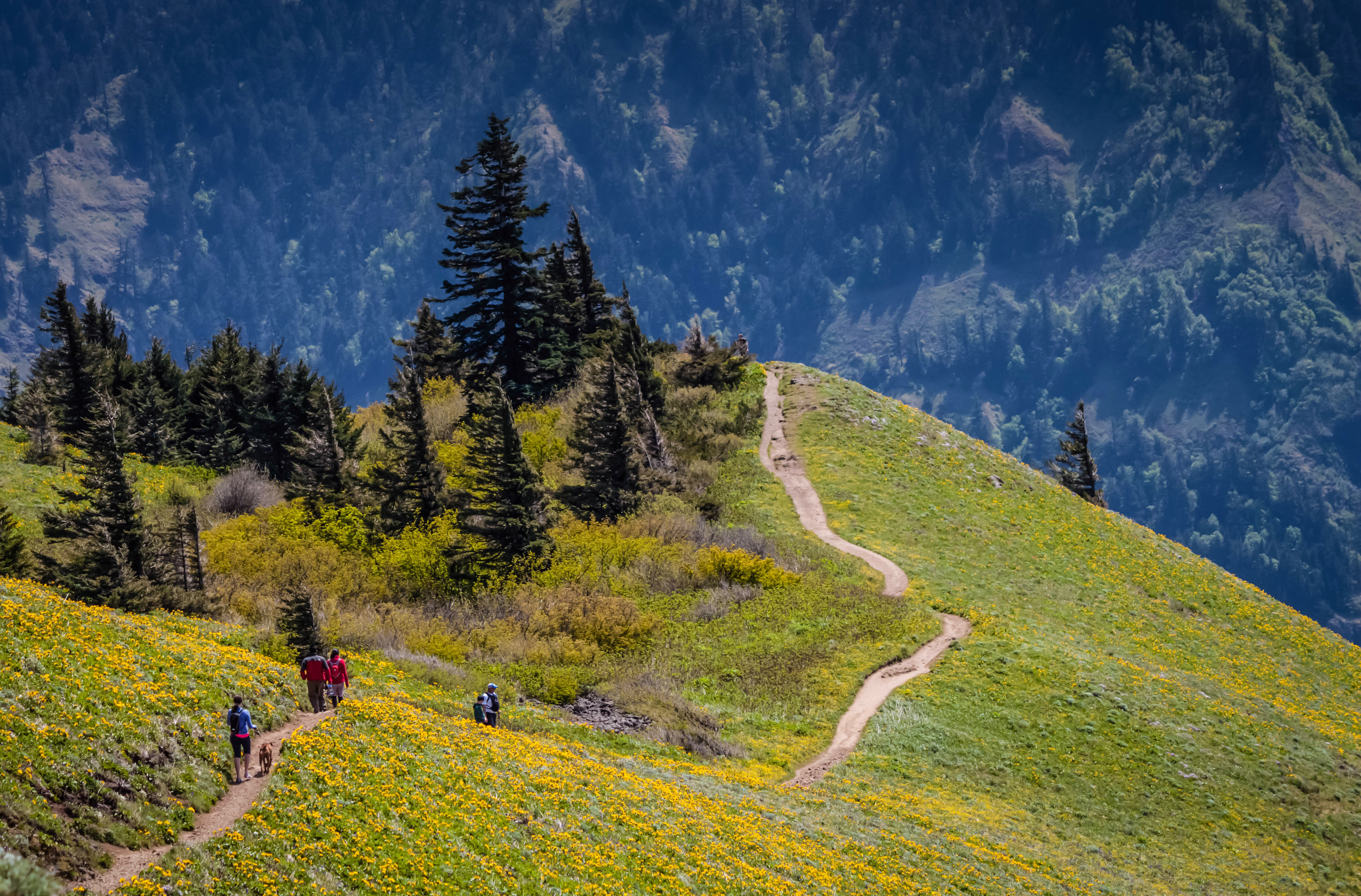 Dog Mountain via Dog Mountain Trail