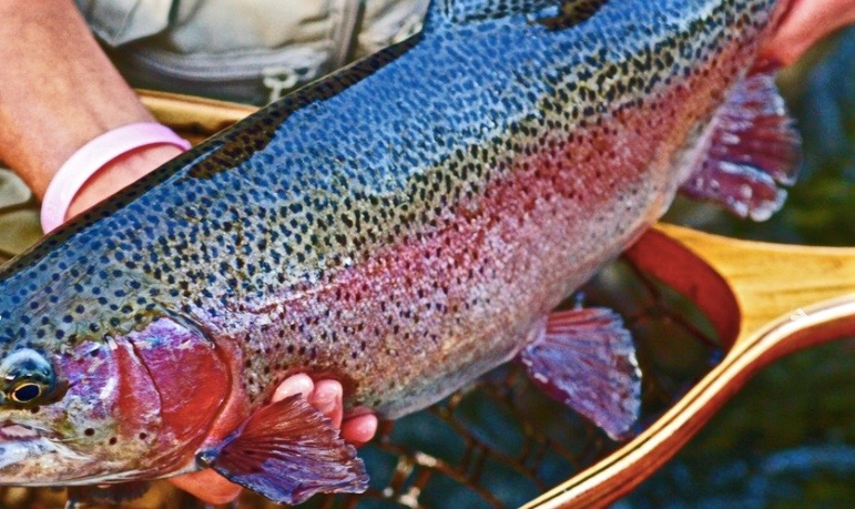 Fly Fish the White River
