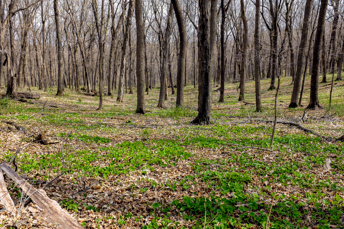 Hike Nerstrand-Big Woods State Park