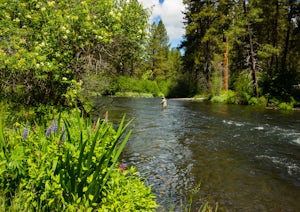 Fly Fishing the Metolius