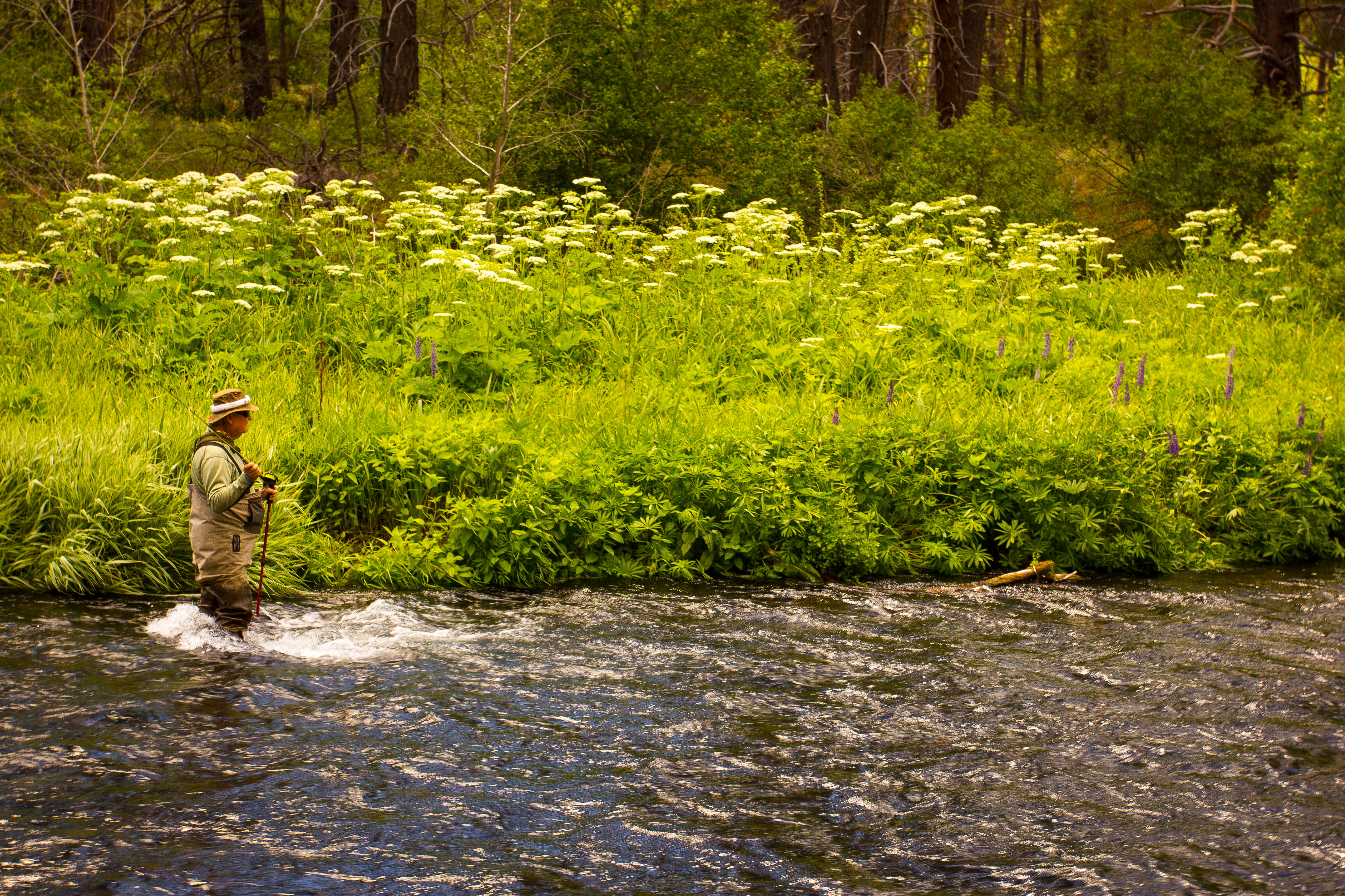 Fly Fishing the Metolius