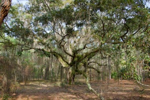 Camp on Cumberland Island