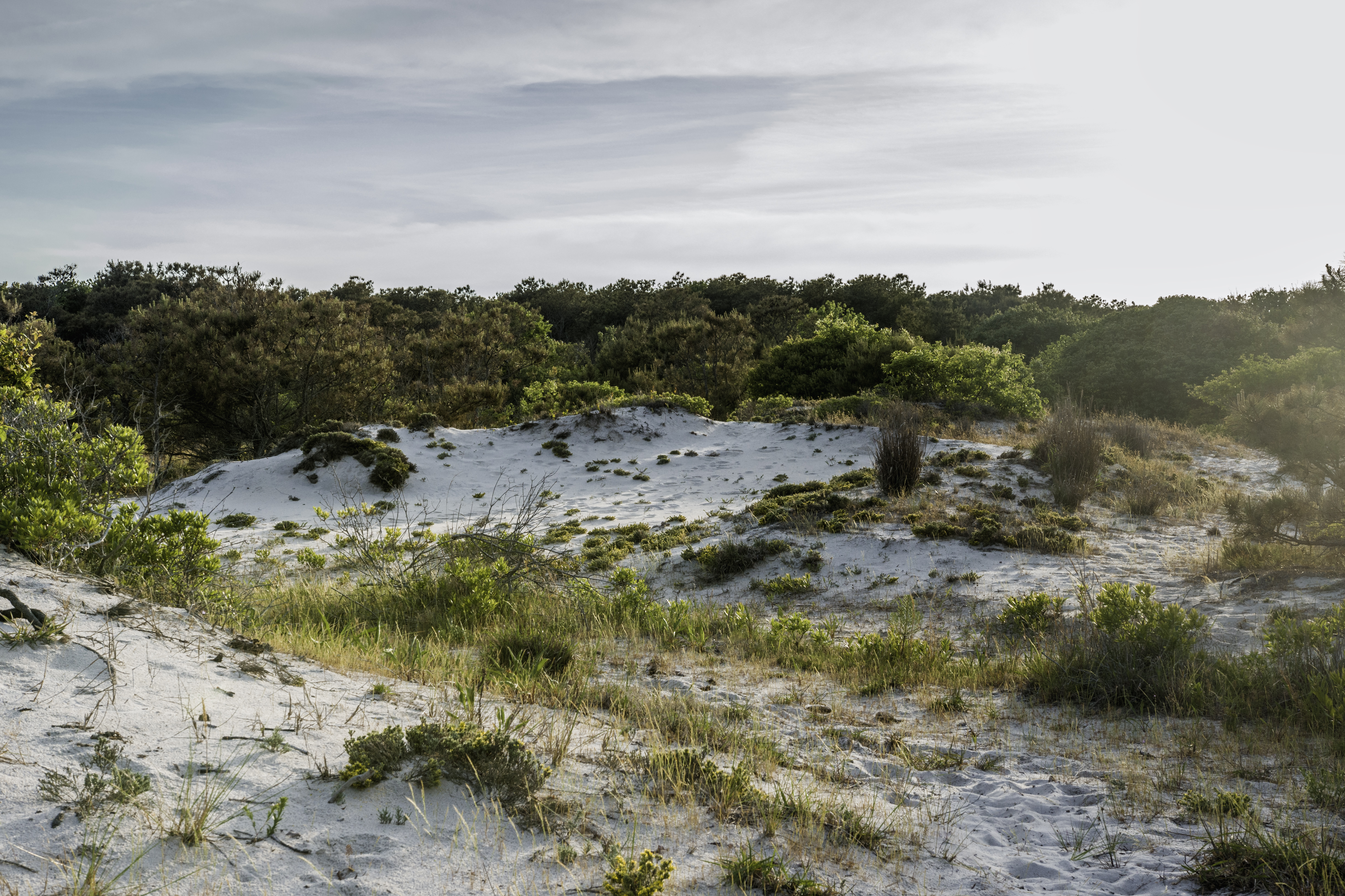 Assateague Island