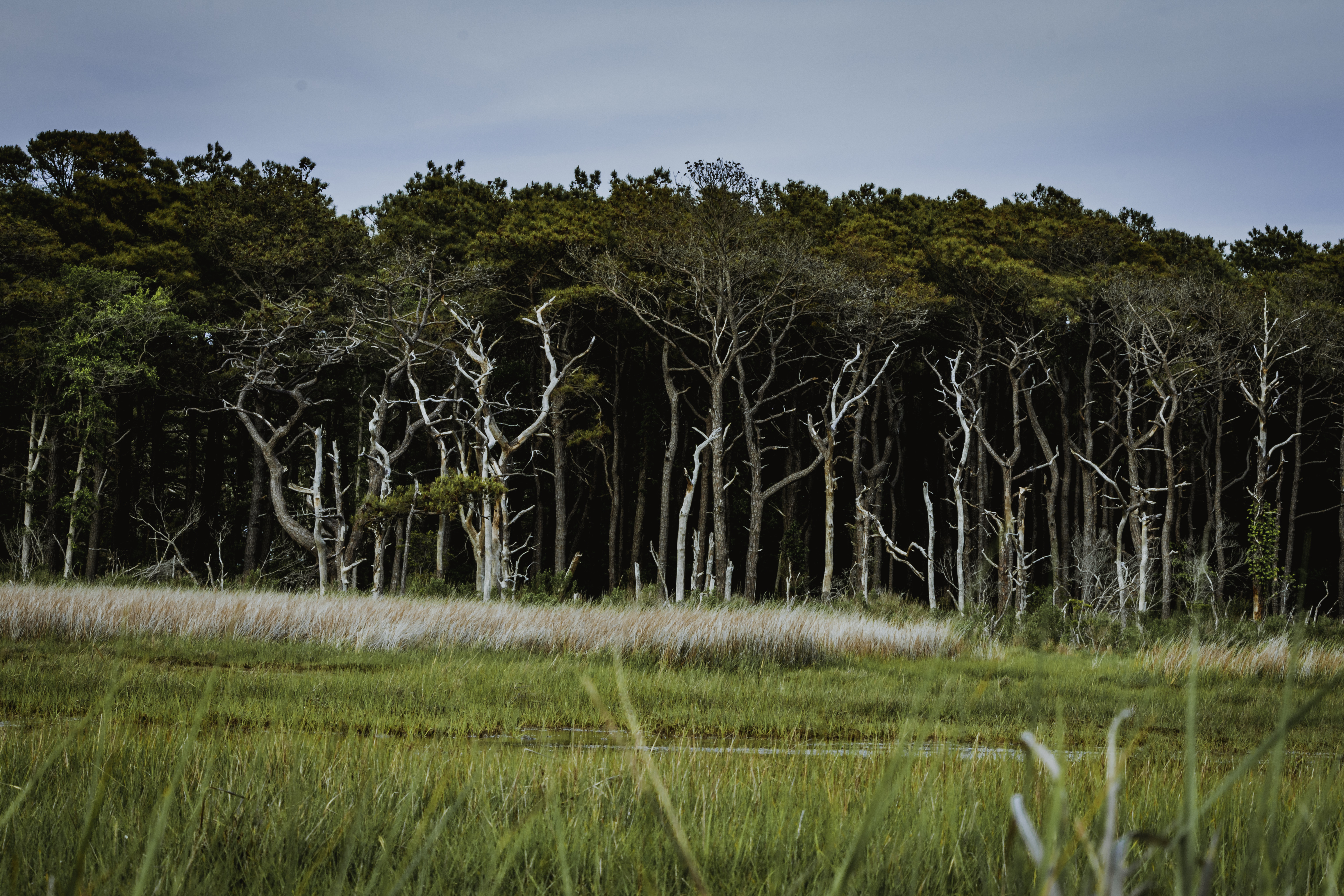 Assateague Island