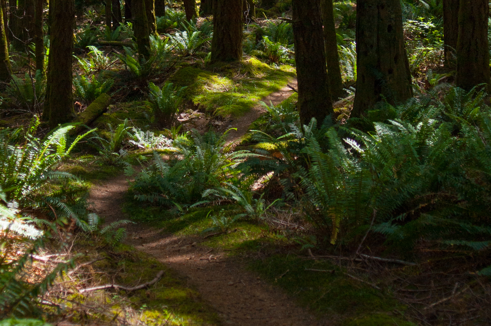 Mountain Biking Hornby Island