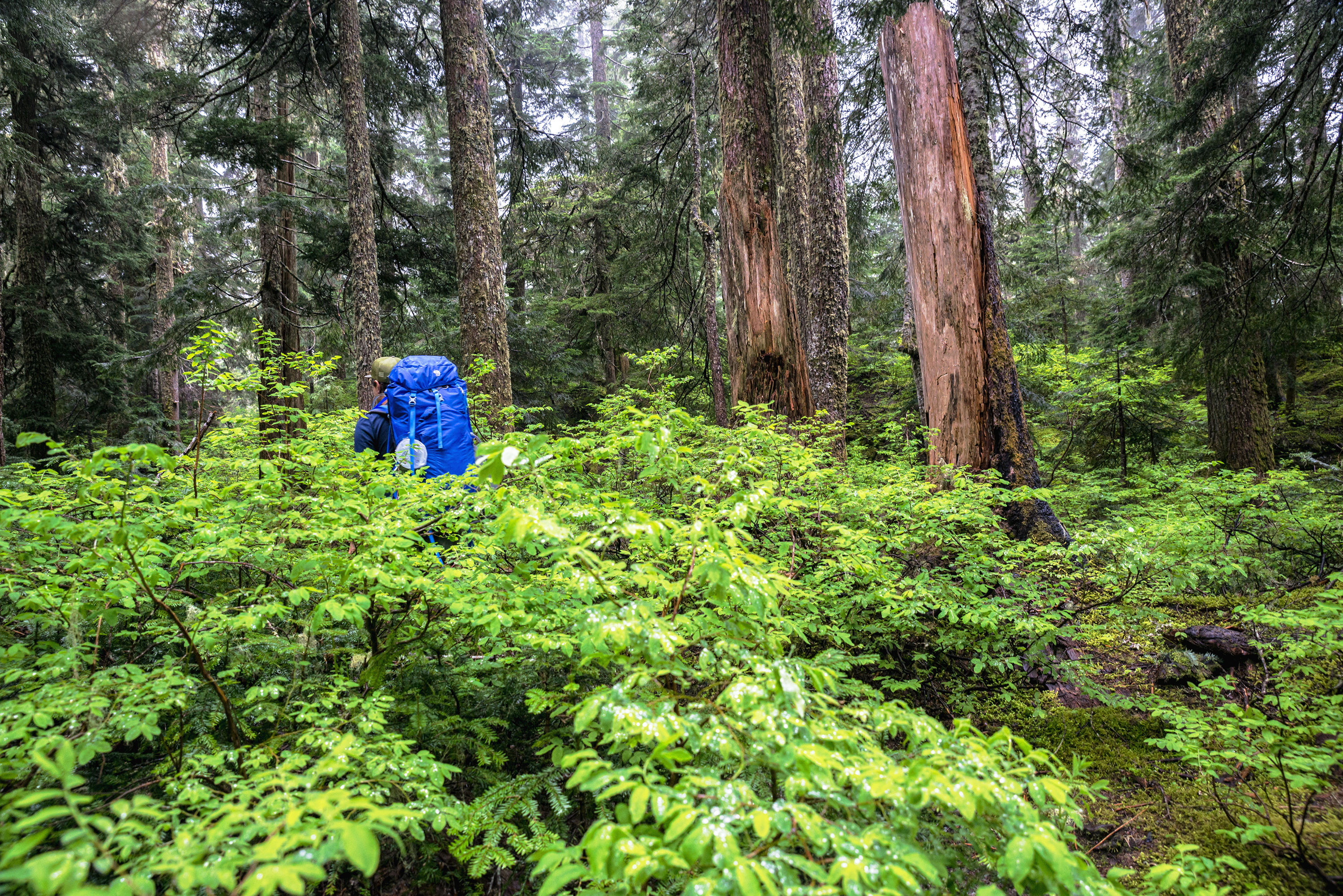 Cutthroat Lakes via Walt Bailey Trail