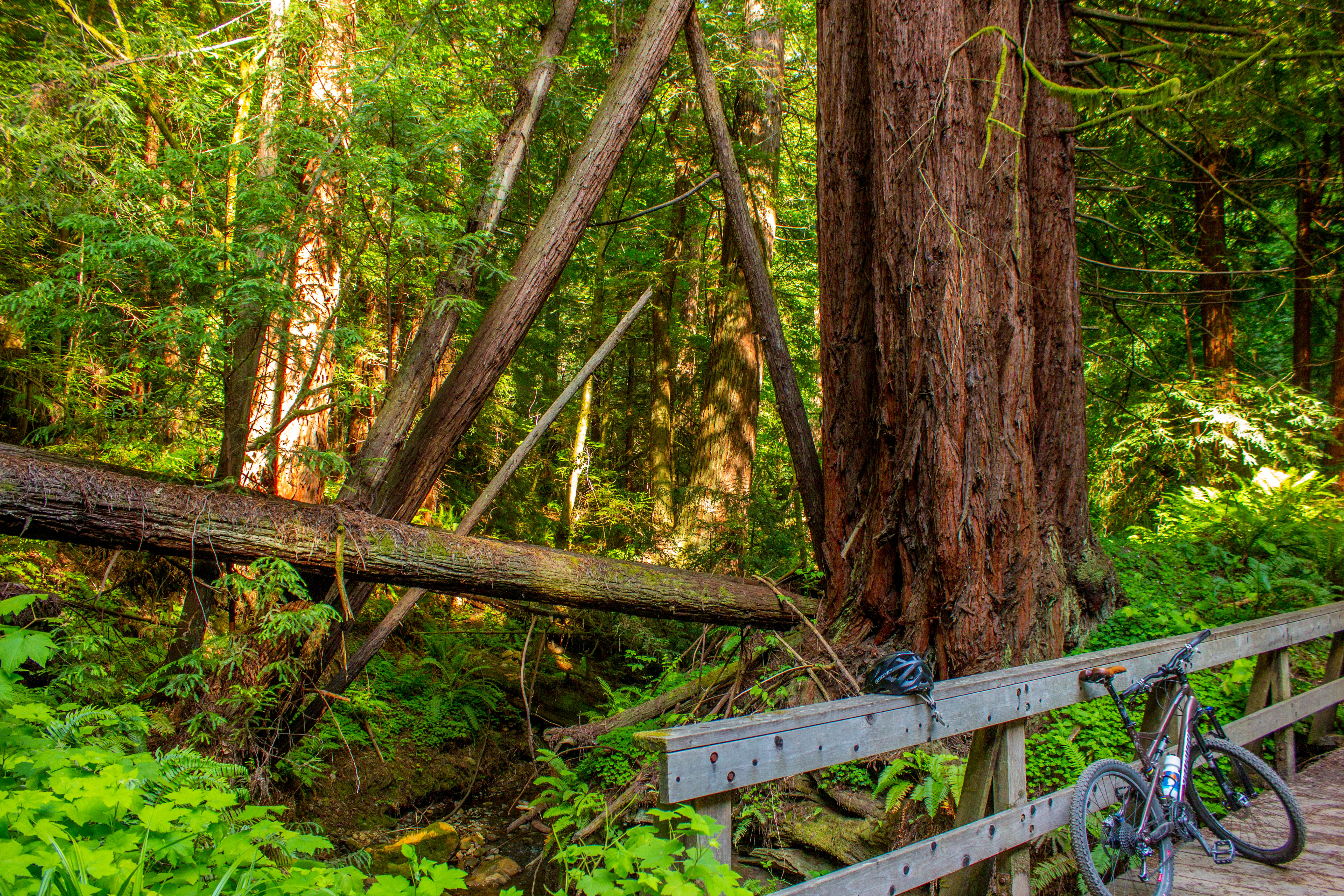 Whittemore Gulch via Purisima Creek Road