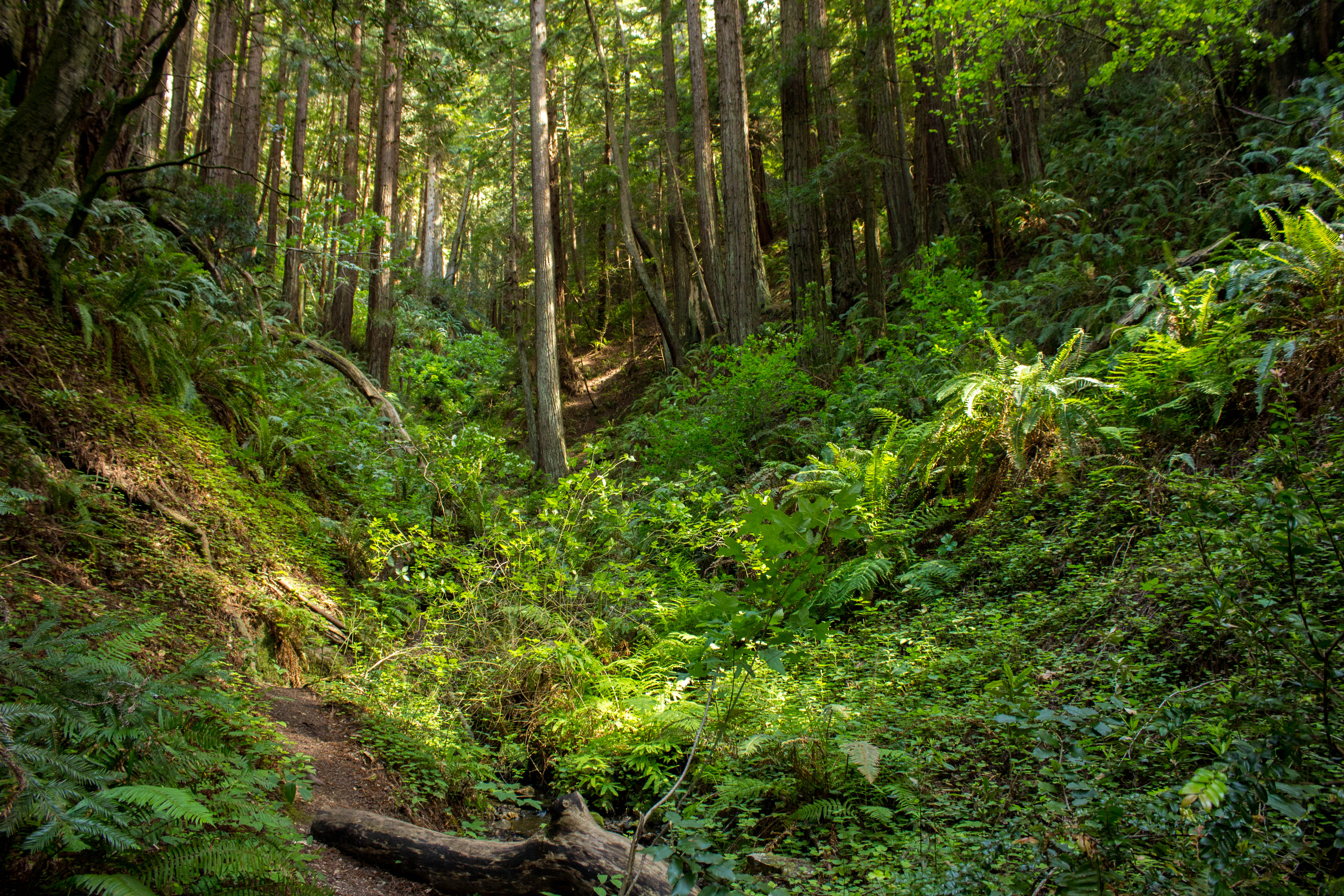 Whittemore Gulch via Purisima Creek Road