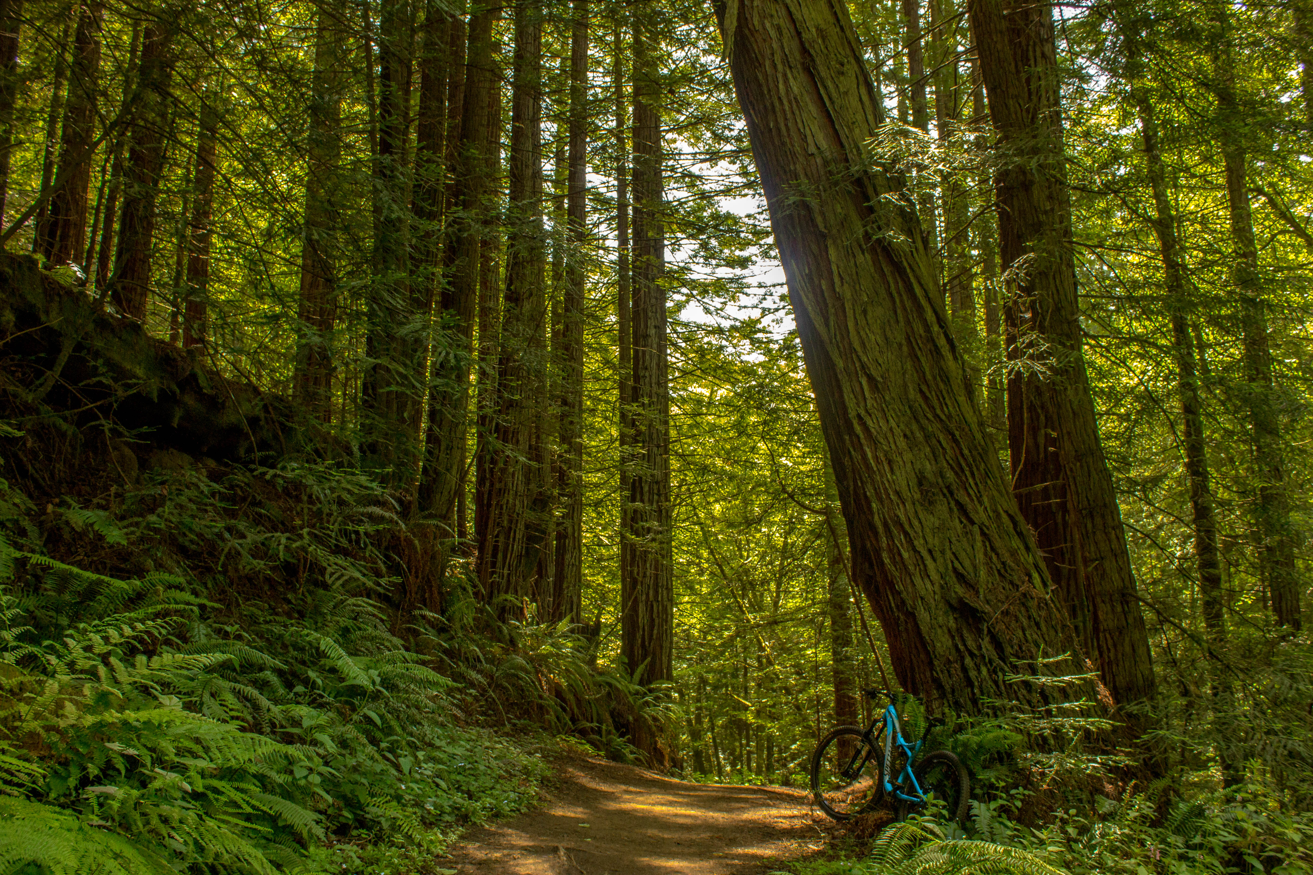 Whittemore Gulch via Purisima Creek Road