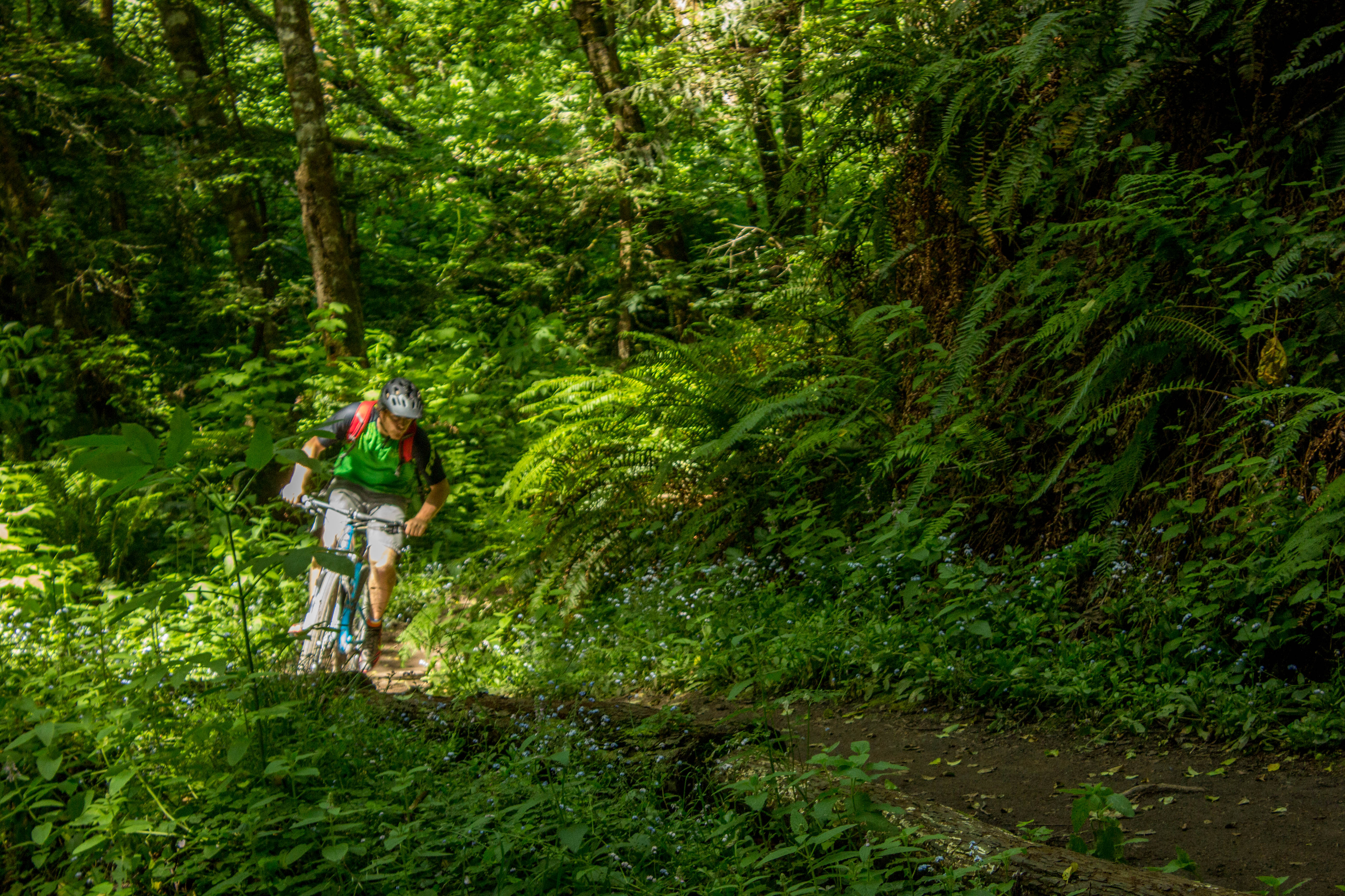 Whittemore Gulch via Purisima Creek Road