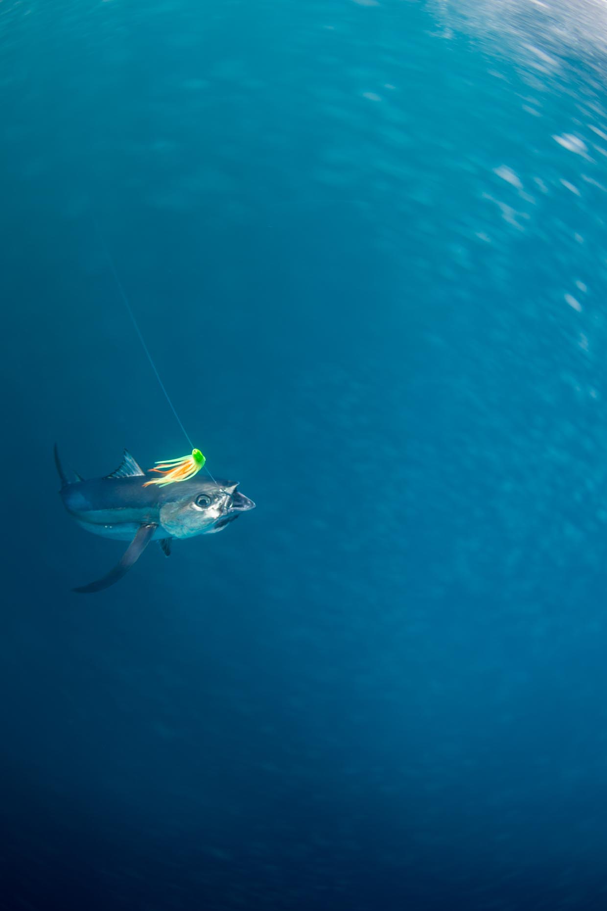 Tuna Fish Off of Tofino