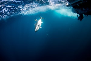 Tuna Fish Off of Tofino