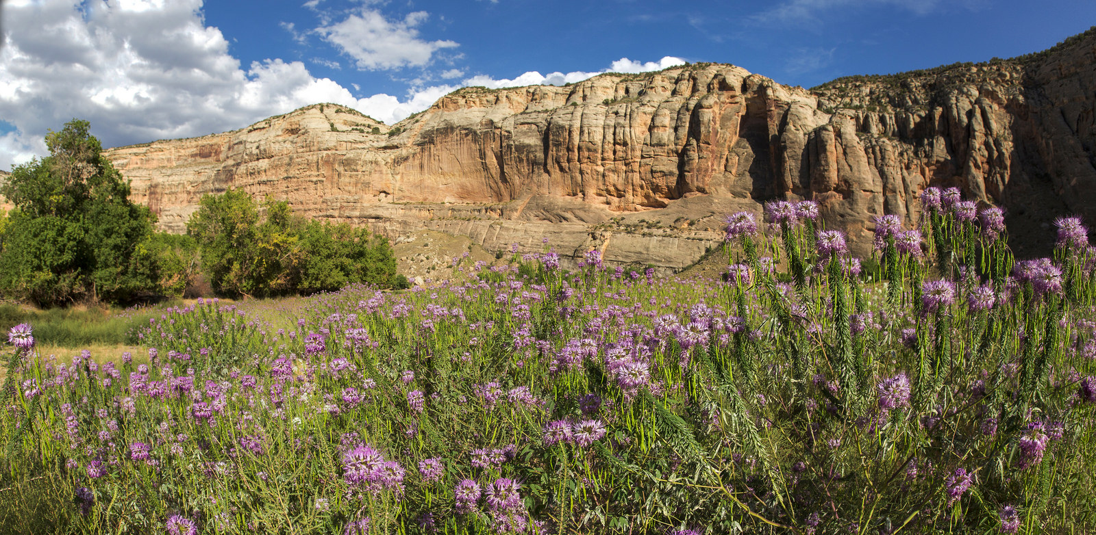 Float the Yampa River through Dinosaur National Monument