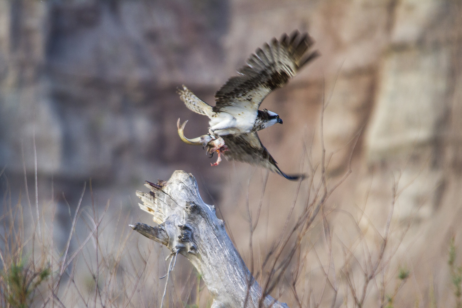 Float the Yampa River through Dinosaur National Monument