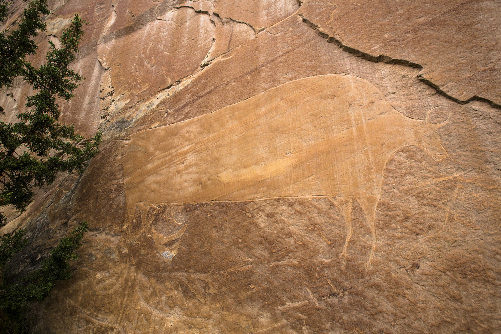 Float the Yampa River through Dinosaur National Monument