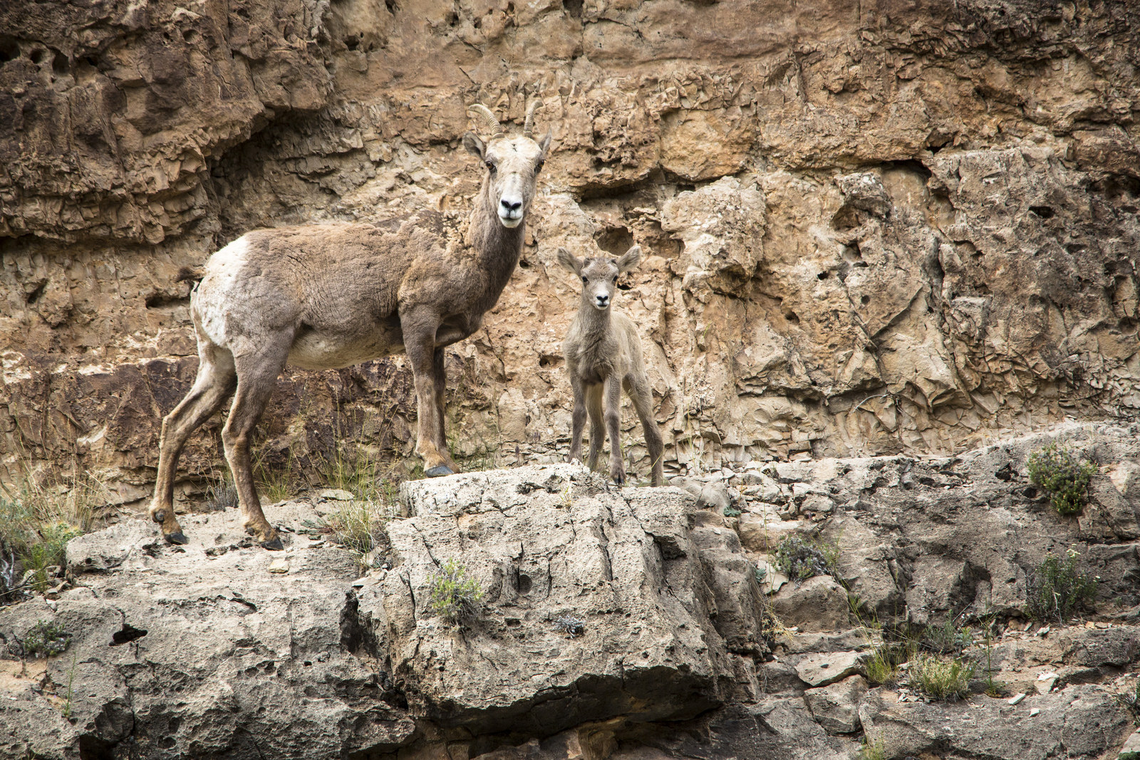 Float the Yampa River through Dinosaur National Monument