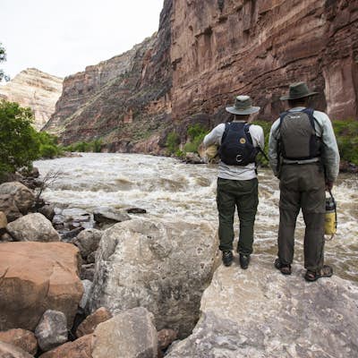 Float the Yampa River through Dinosaur National Monument