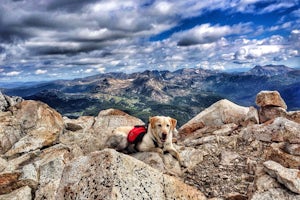 10 Tips For Having A Great Adventure With Your Dog 
