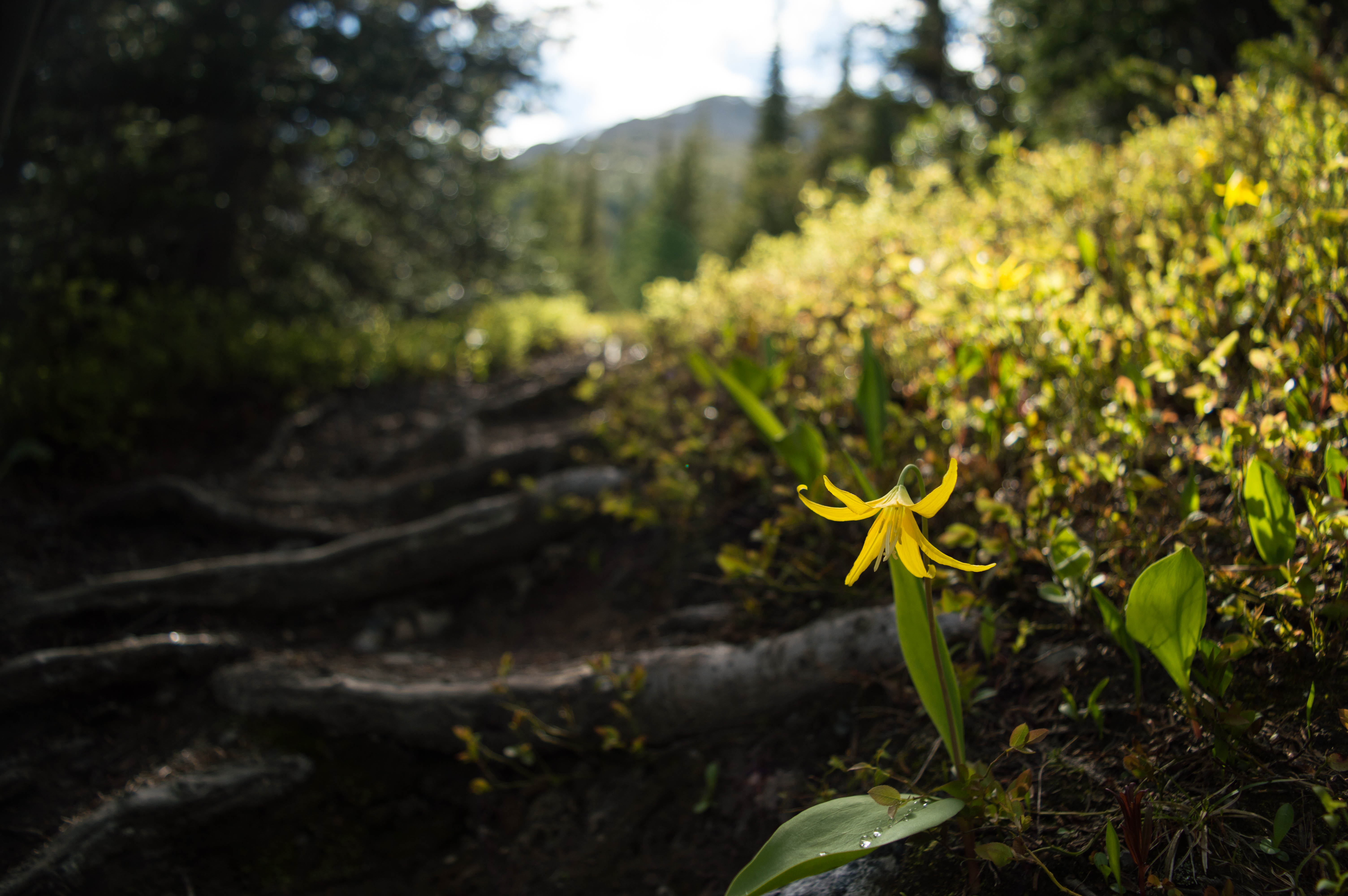 Hike Mount Indefatigable