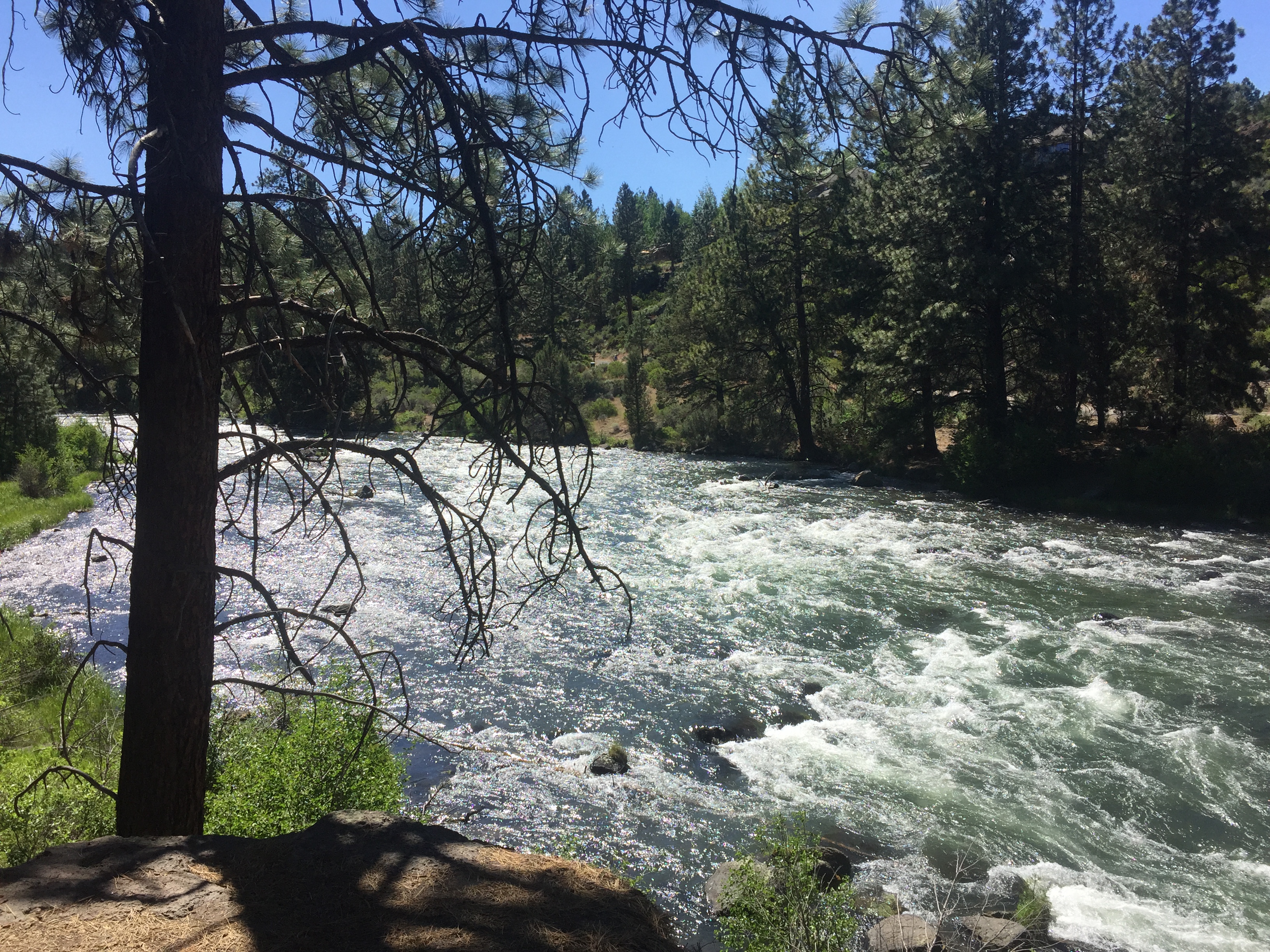 Deschutes River Trail Loop