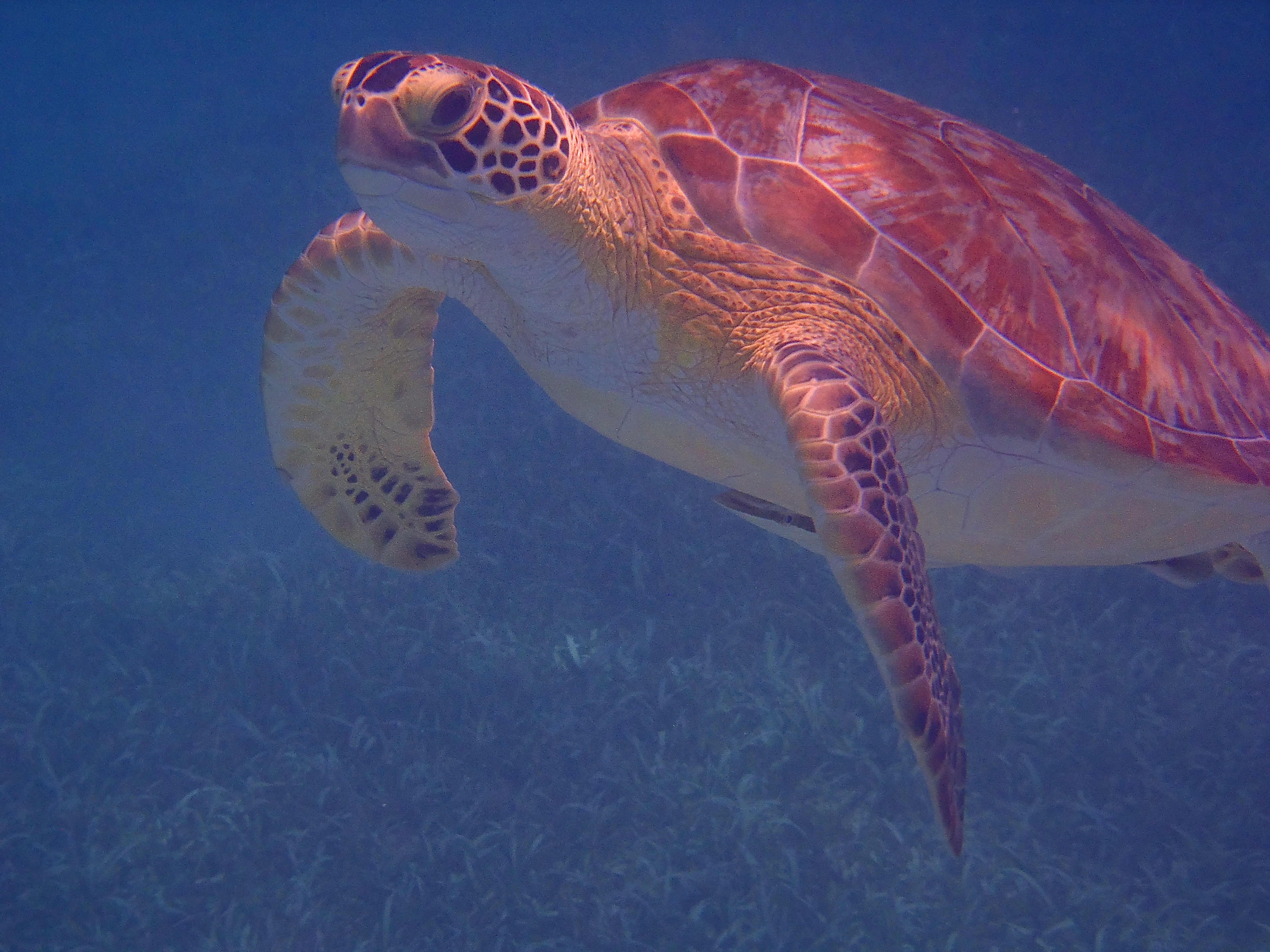 Explore Culebra Island