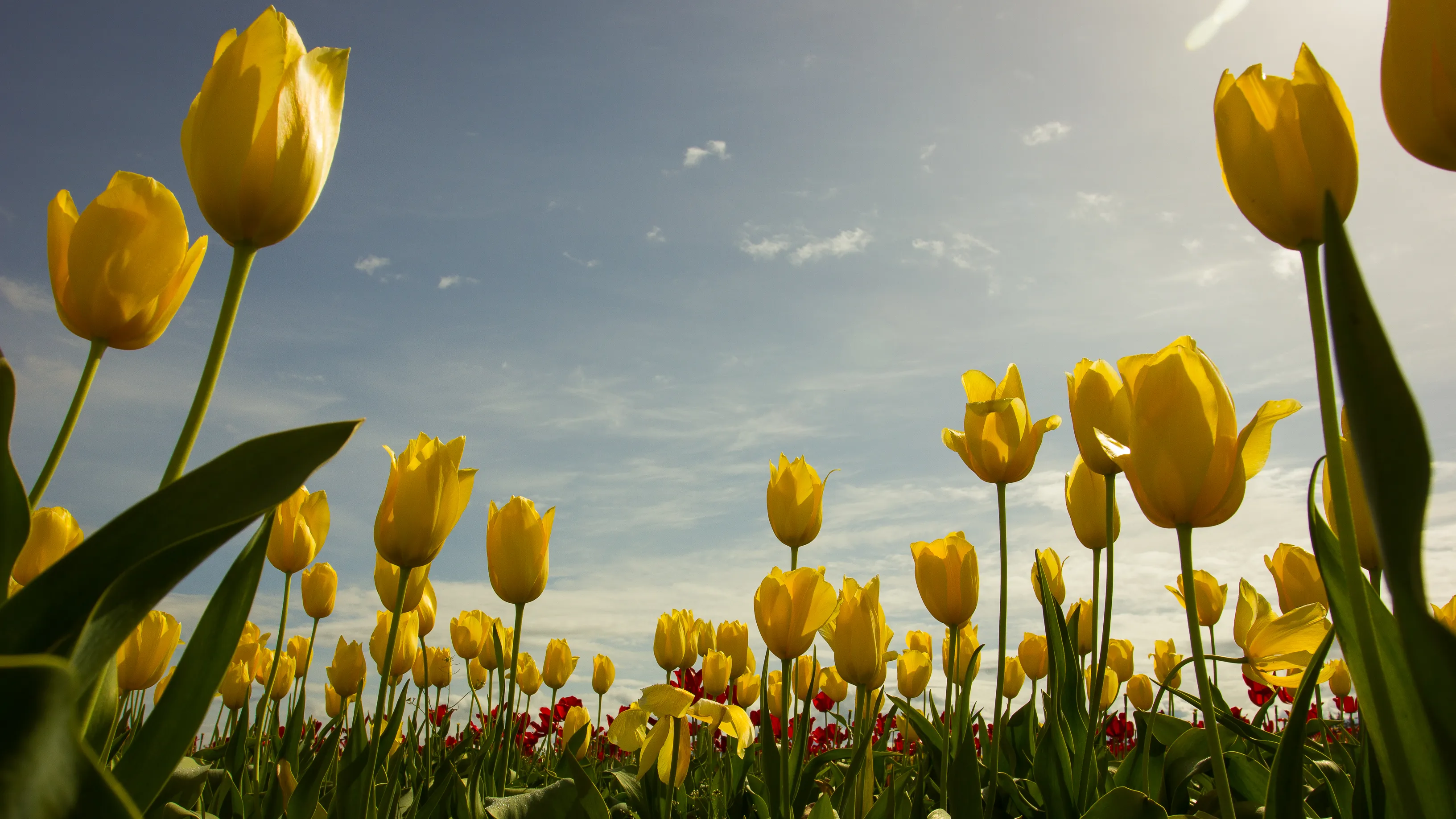 Explore the Woodburn Shoe Tulip Farm