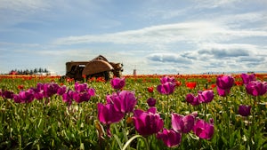 Explore the Woodburn Shoe Tulip Farm