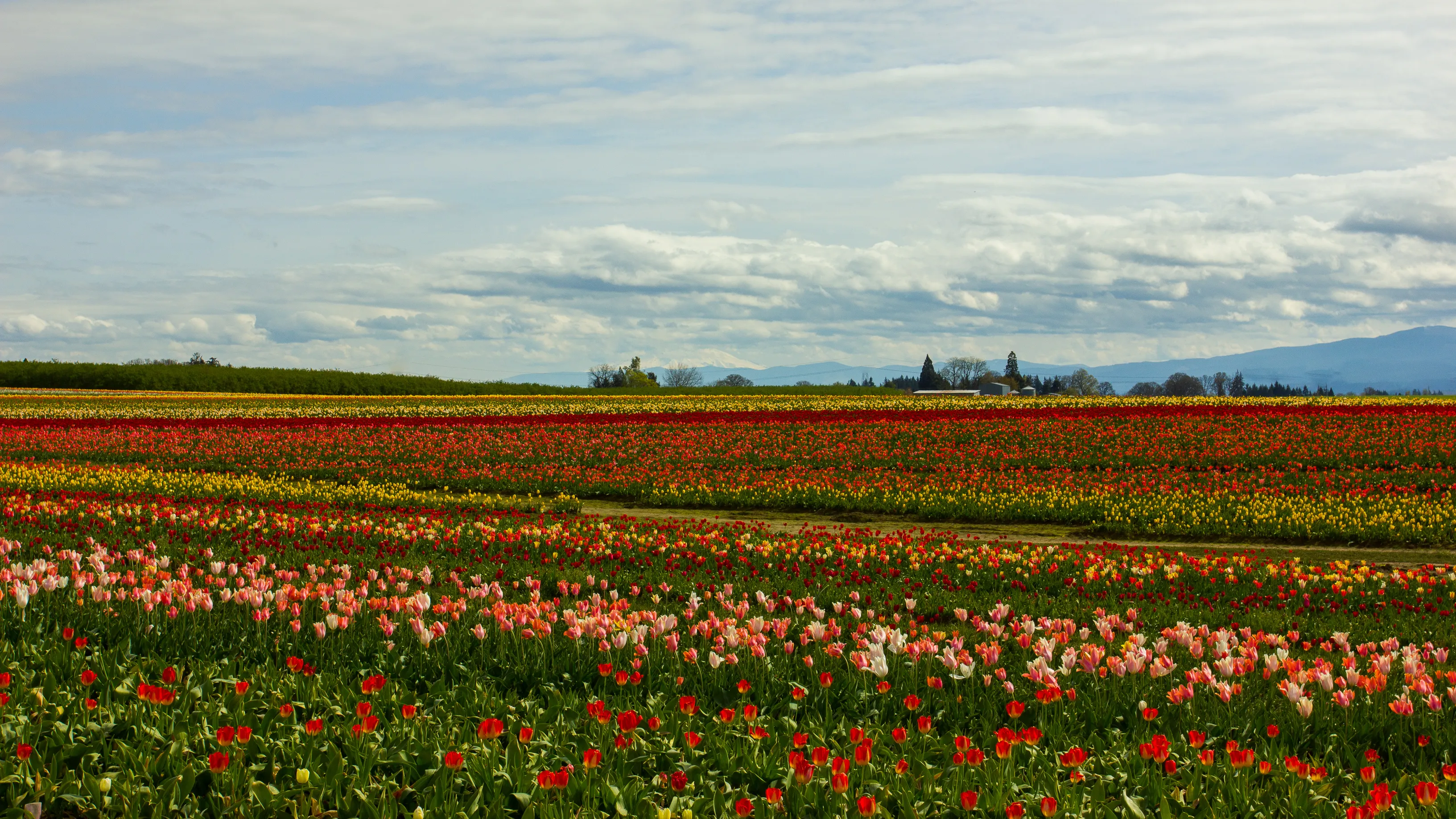 Explore the Woodburn Shoe Tulip Farm