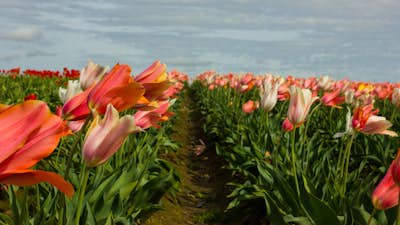 Explore the Woodburn Shoe Tulip Farm