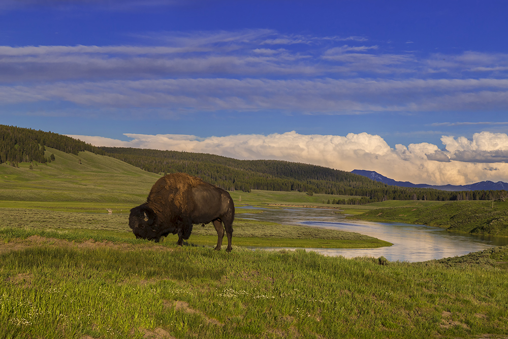 Capture the Sunset on the Yellowstone River