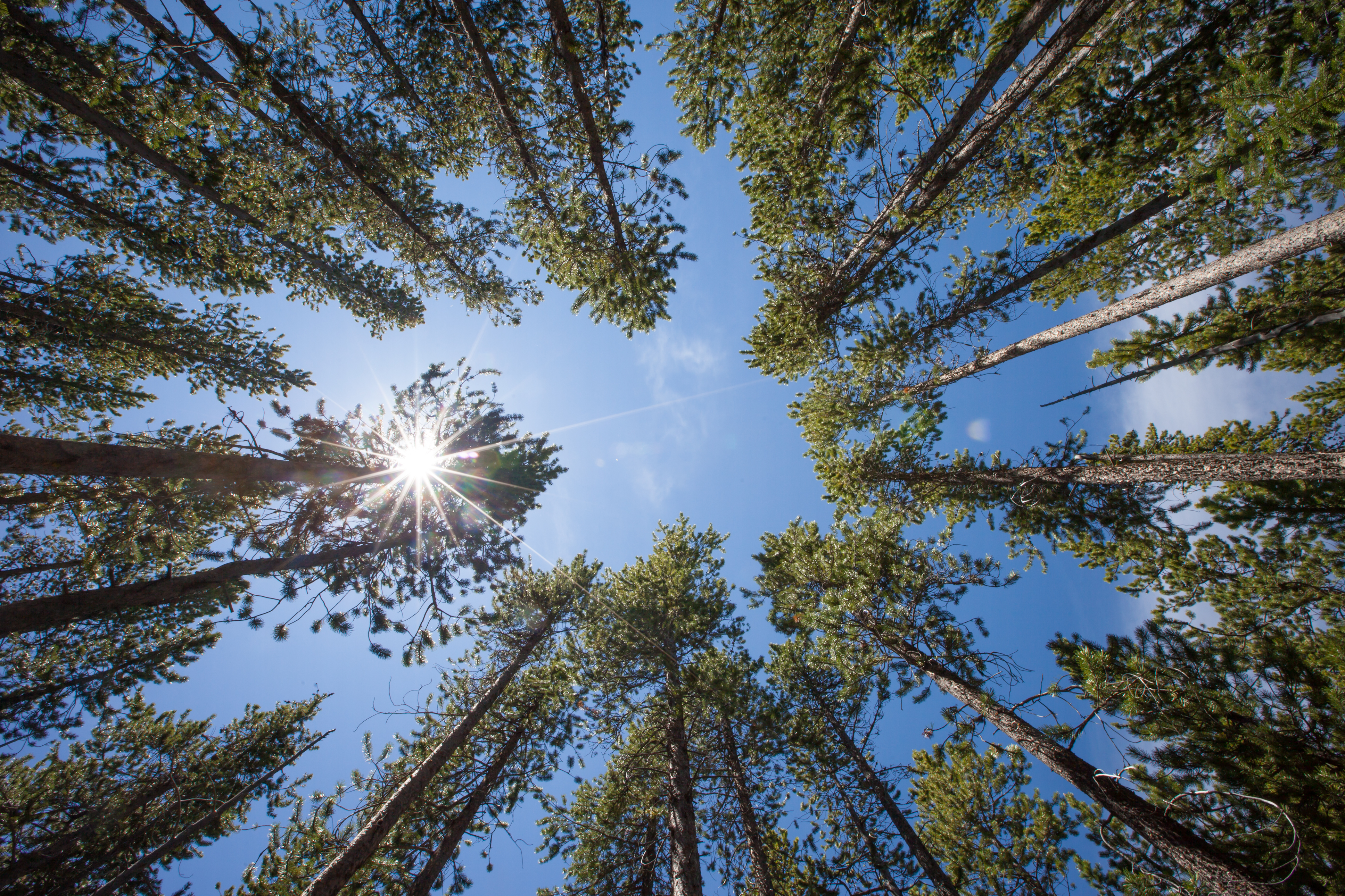 Camp at Colter Bay Campground