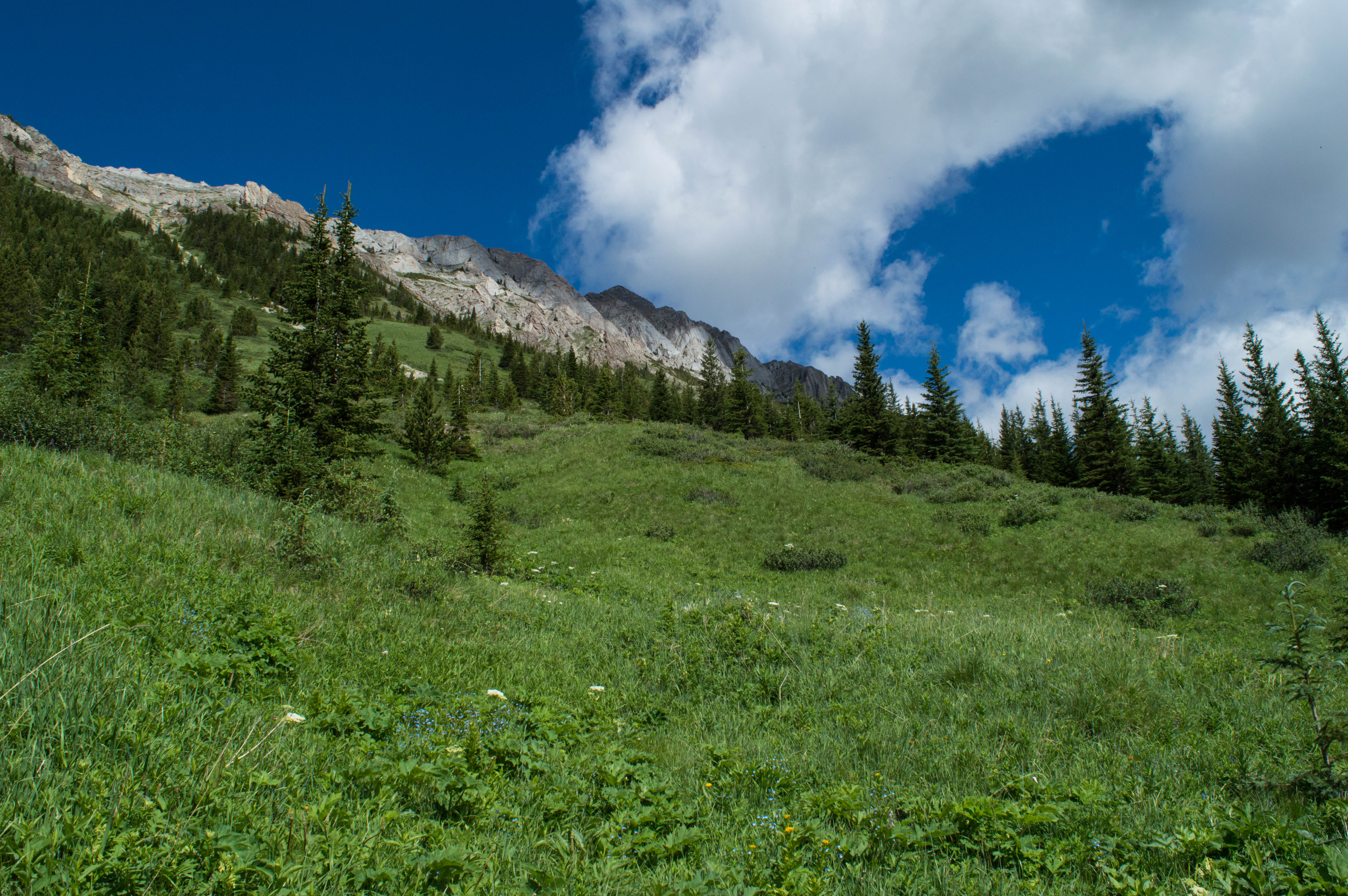 Mist Mountain Scramble
