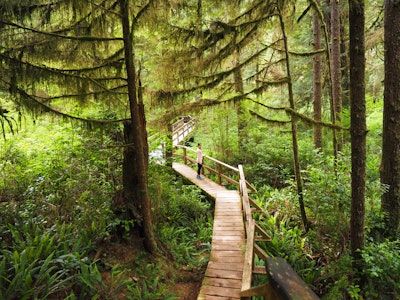 Hike the Rainforest Trails in Clayoquot Sound, Rainforest Trails