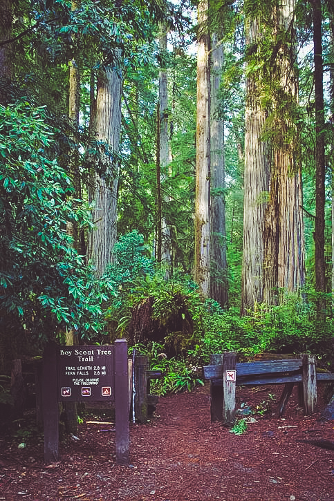 Fern Falls via the Boy Scout Tree Trail