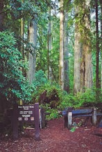 Hike the Boy Scout Tree Trail
