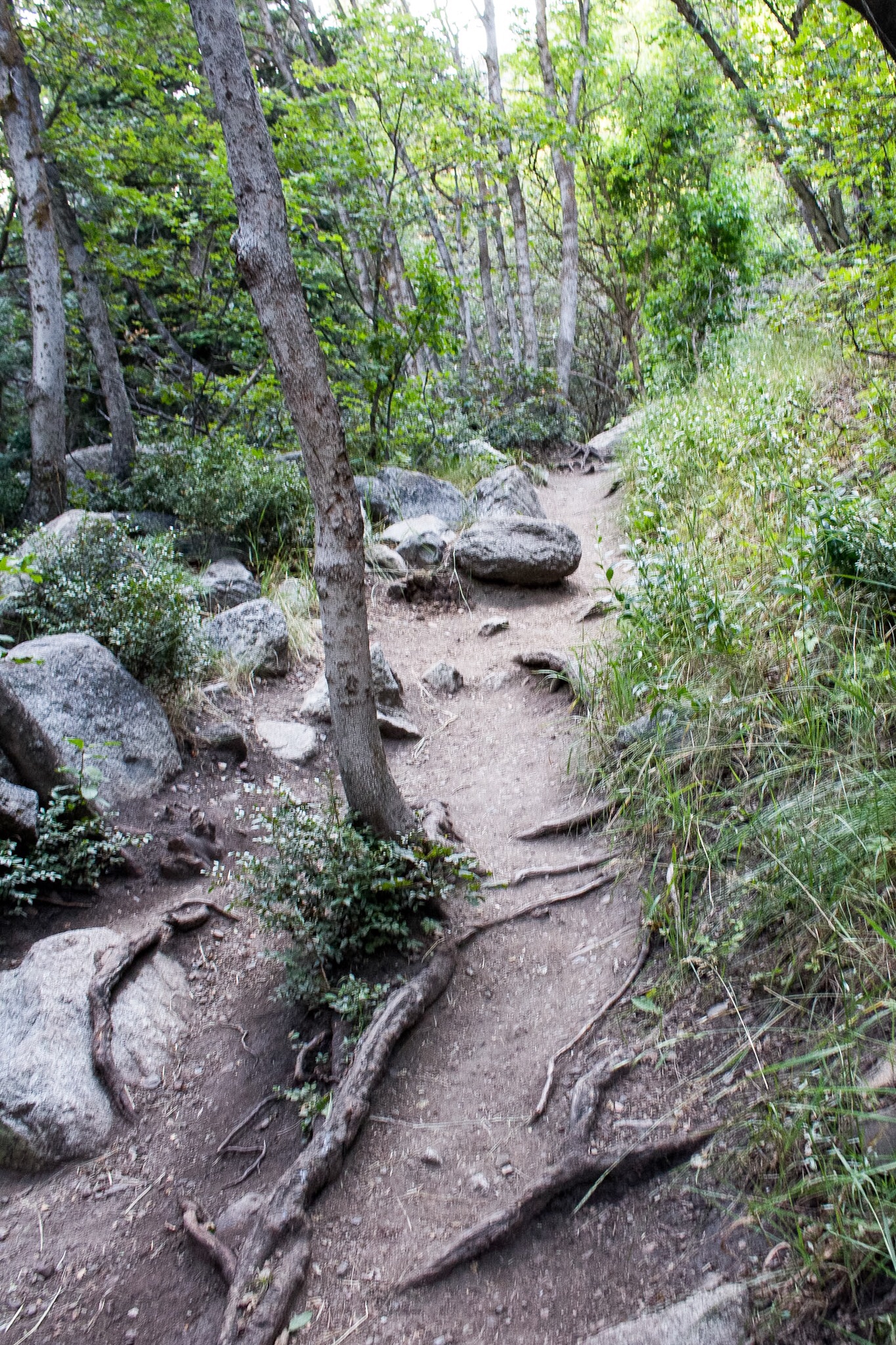 Explore Little Cottonwood Canyon's Lisa Falls