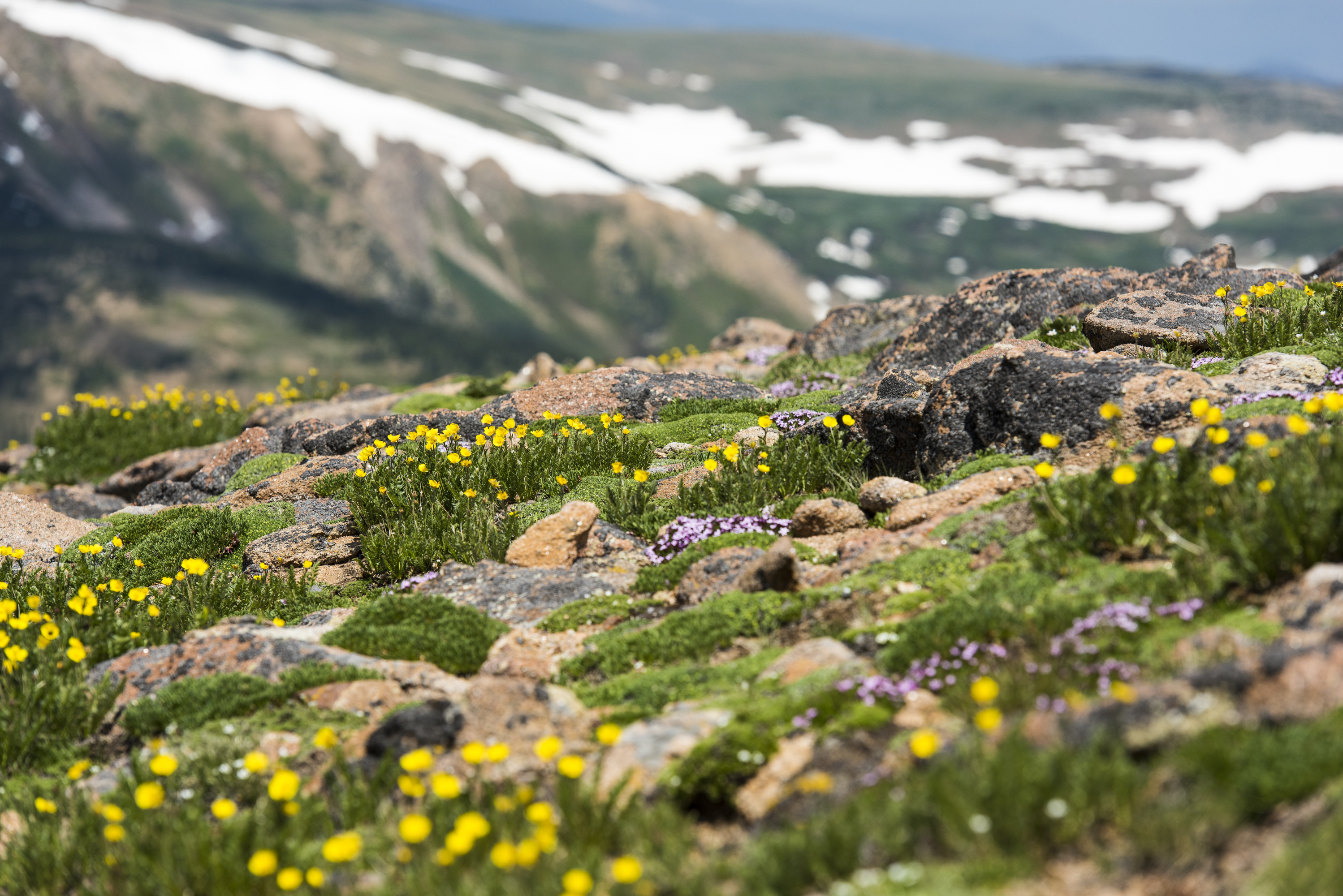 Mount Flora